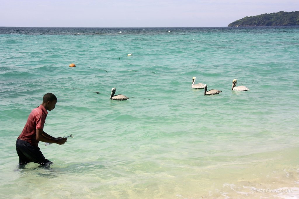 Garifuna boy feeding a group of pelicans in Chachauate