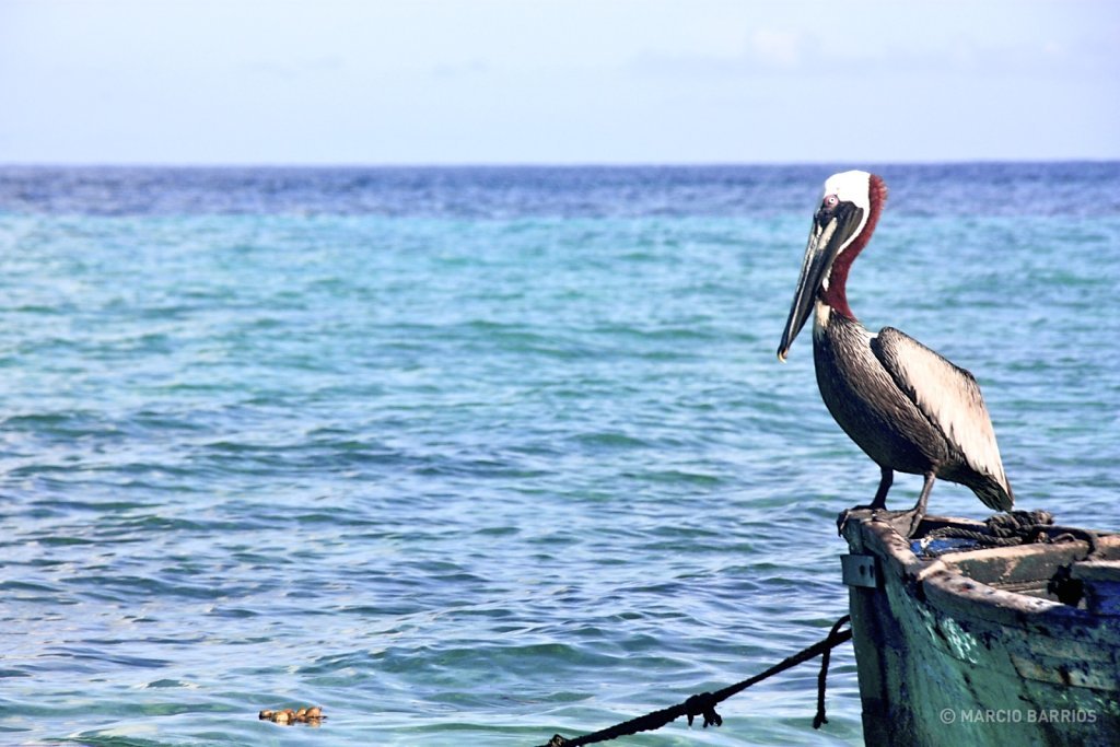 Pelican in Chachauate