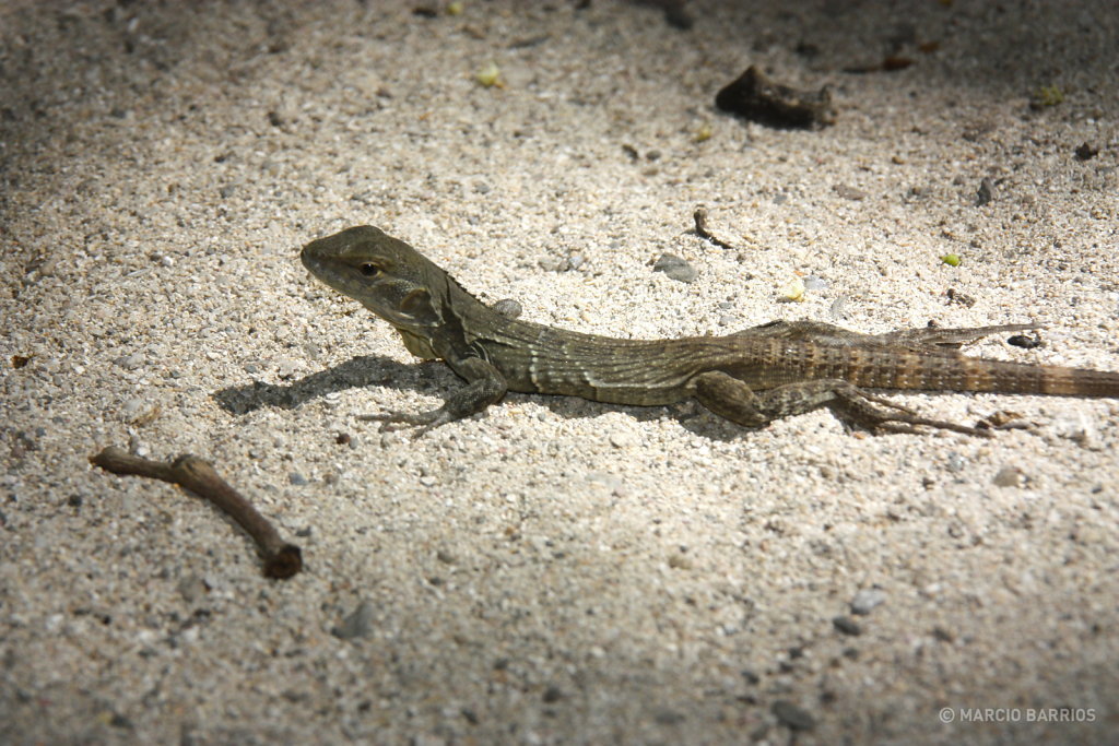A small lizard in Cayo Grande