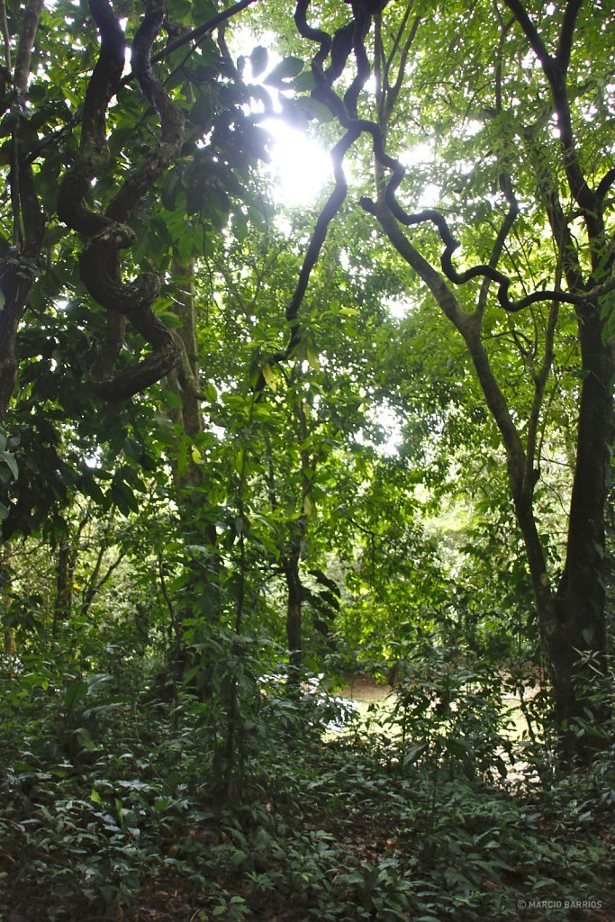 Pico Bonito forest