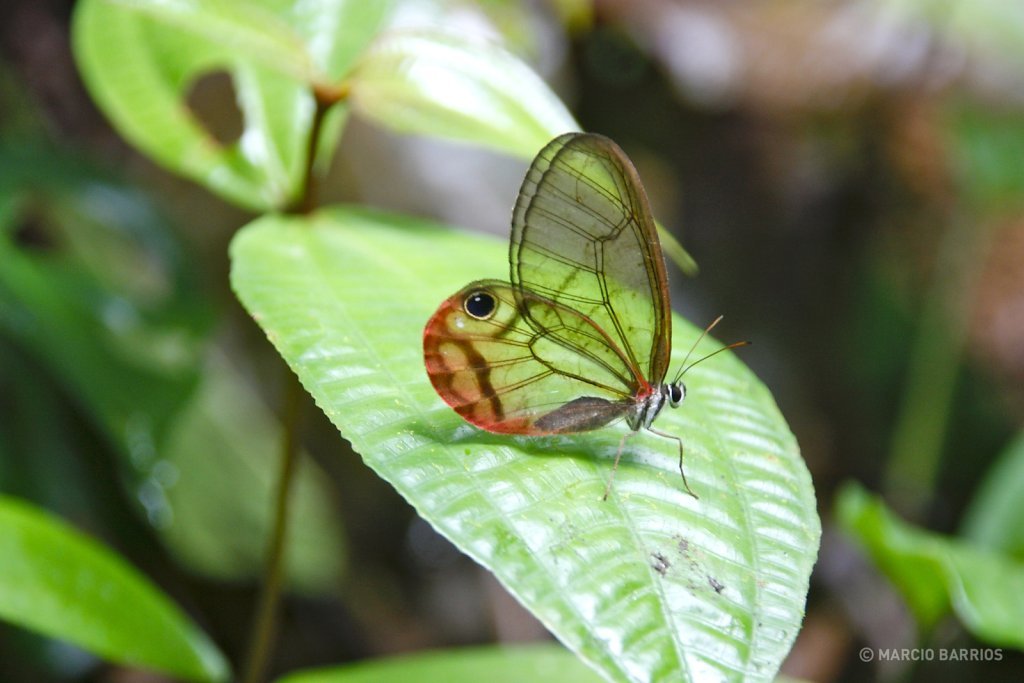 A beautiful butterfly