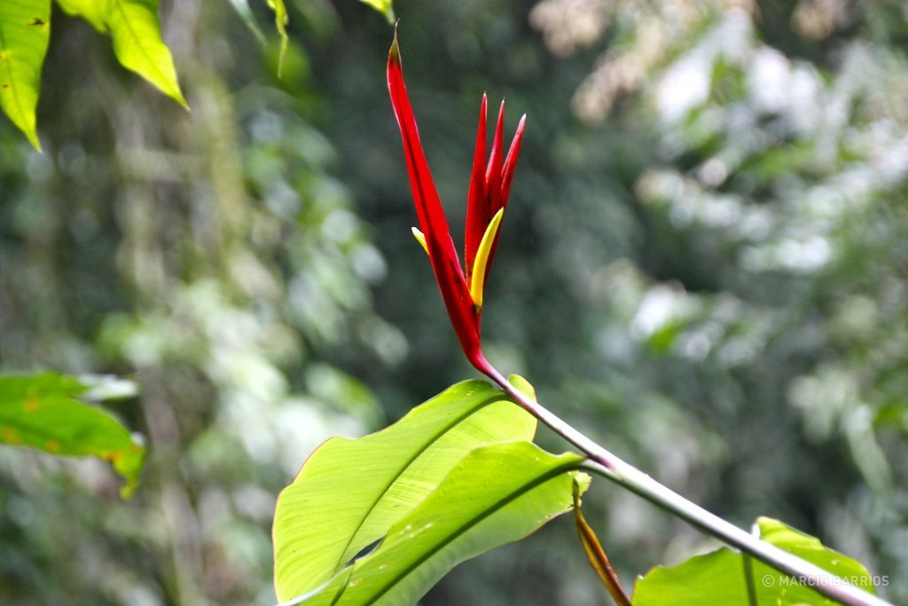 Bird of Paradise plant