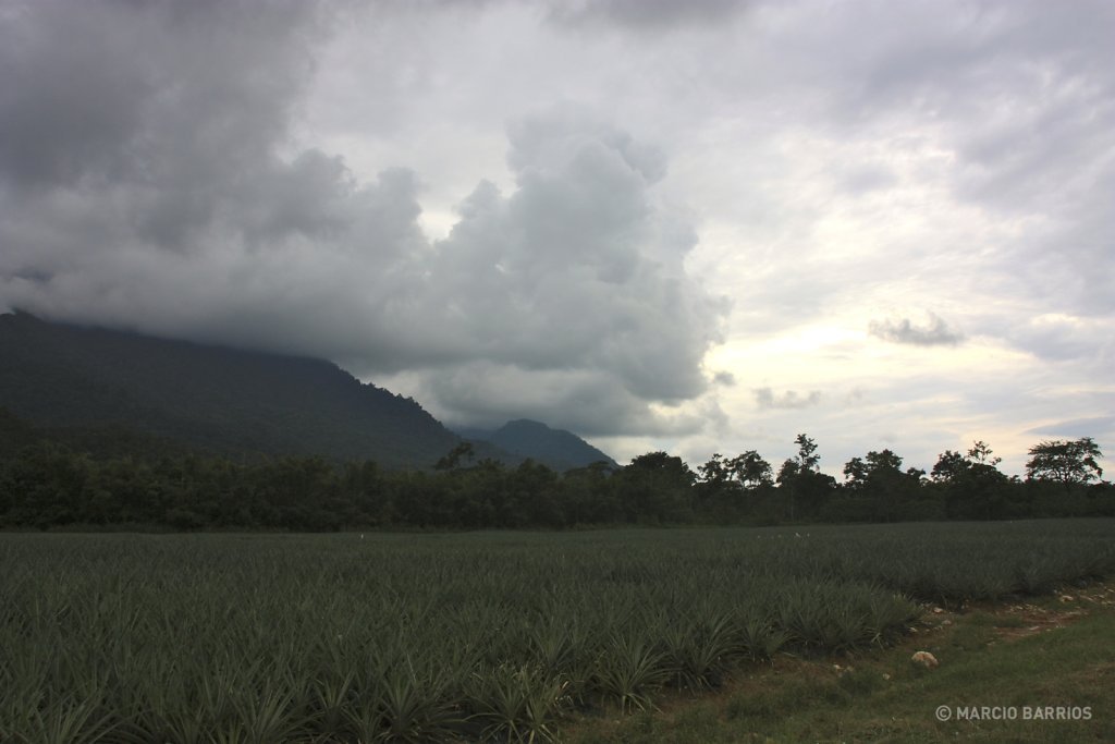 Pineapple plantations around Pico Bonito