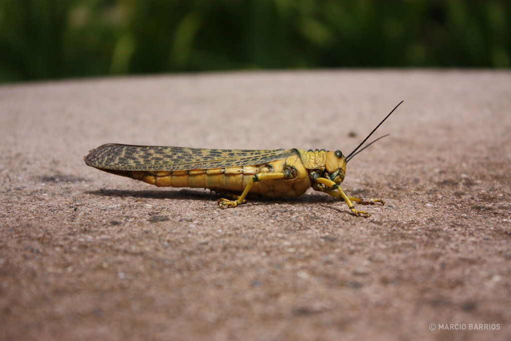 A big relaxed grasshopper