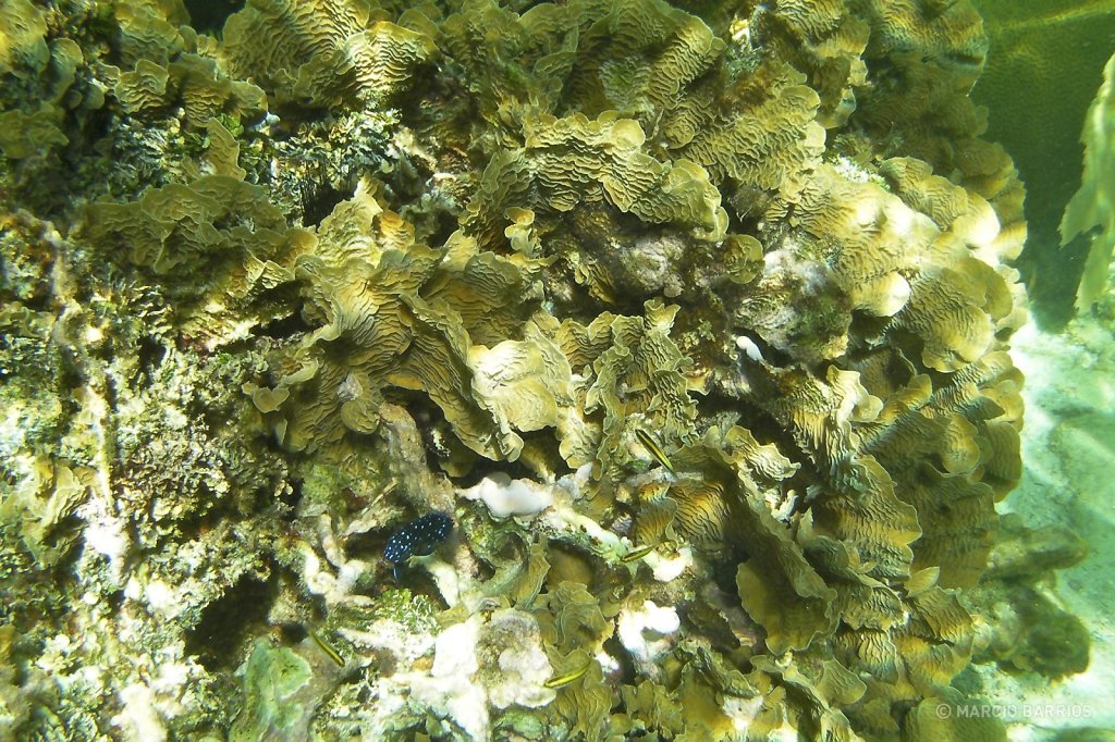 Coral reef around Chachauate