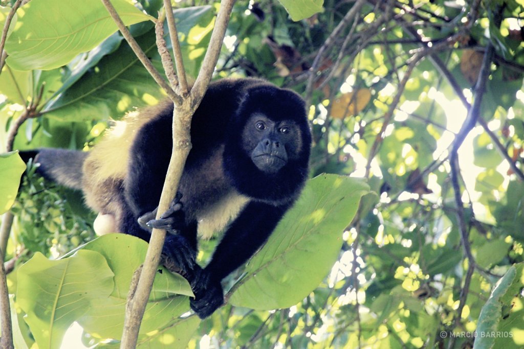 Howler monkey in Cacao Lagoon