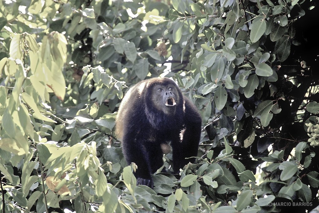 Howler monkey in Cacao Lagoon