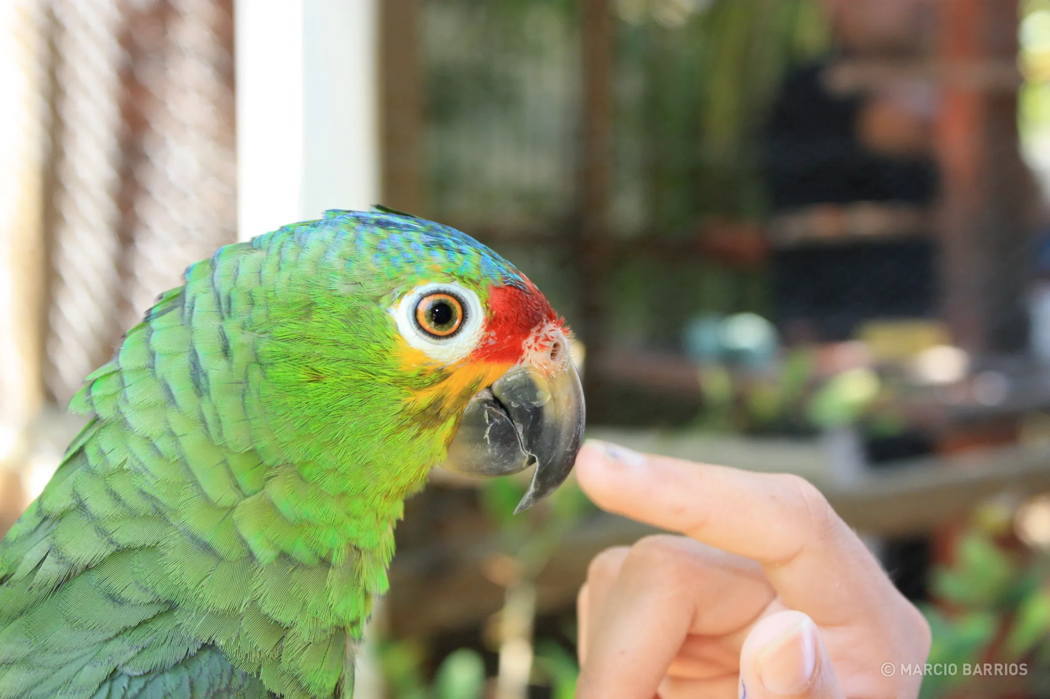 Parrot in Henry Morgan hotel Parrot in Henry Morgan hotel