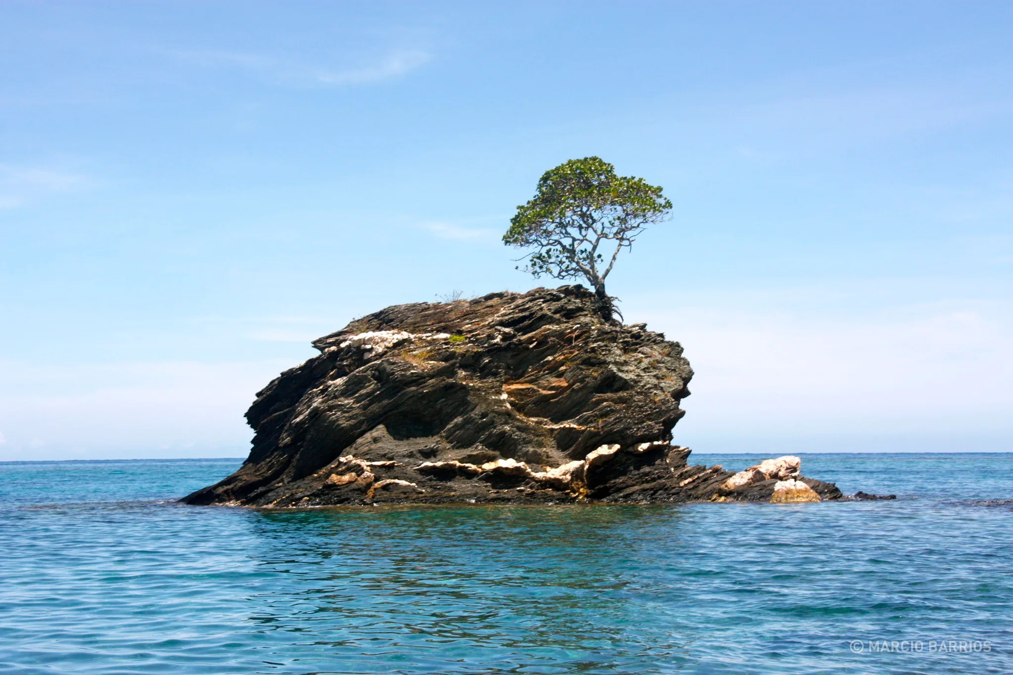 An incredible tree in the rock An incredible tree in the rock