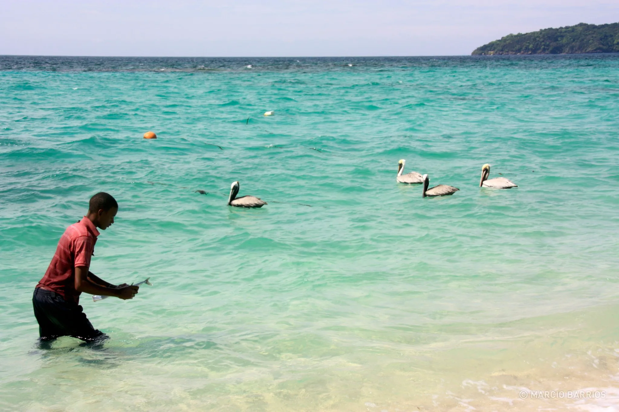 Garifuna boy feeding a group of pelicans in Chachauate Garifuna boy feeding a group of pelicans in Chachauate
