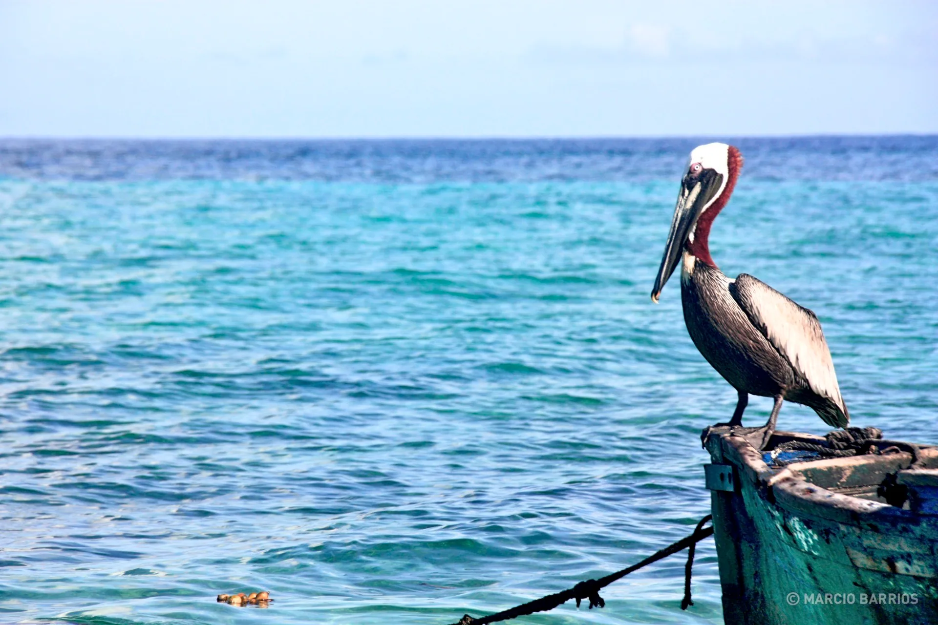 Pelican in Chachauate Pelican in Chachauate