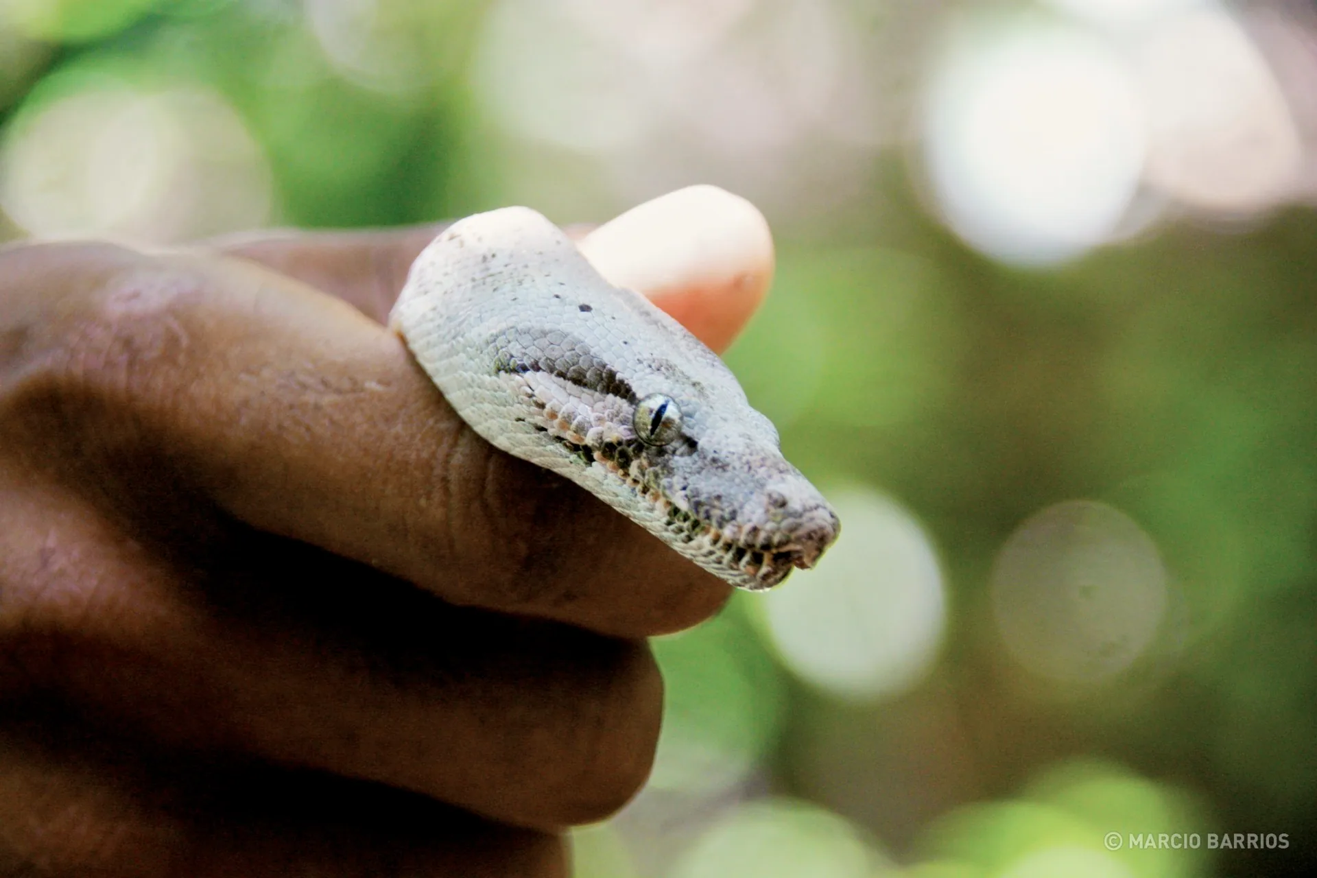 Pink Boa, an endemic specie from Cayos Cochinos Pink Boa, an endemic specie from Cayos Cochinos