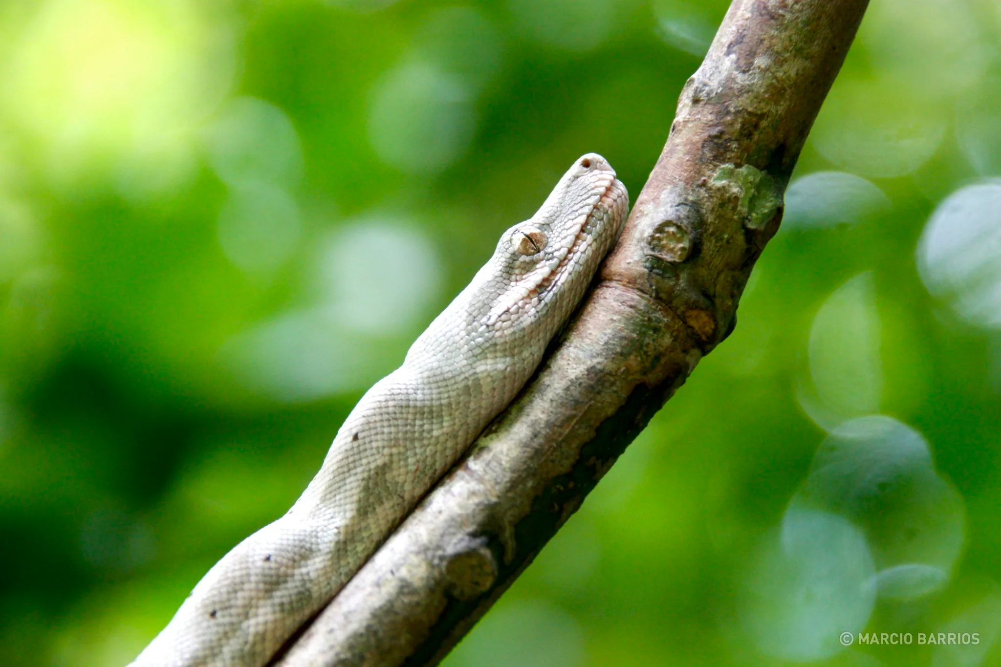 Pink Boa, an endemic specie from Cayos Cochinos Pink Boa, an endemic specie from Cayos Cochinos