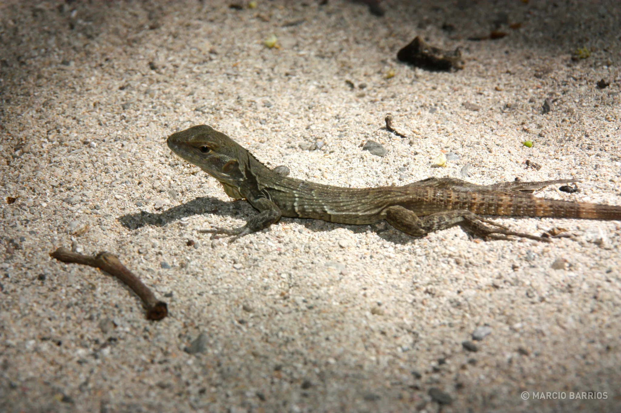 A small lizard in Cayo Grande A small lizard in Cayo Grande