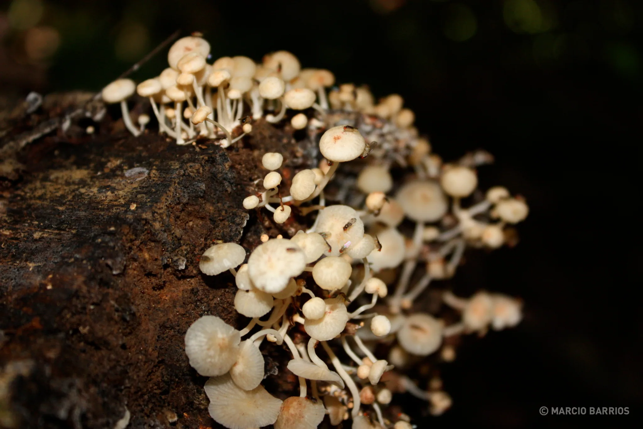 Mushrooms Mushrooms