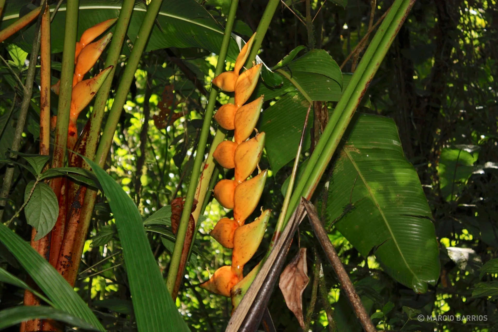 Colorful plant Colorful plant