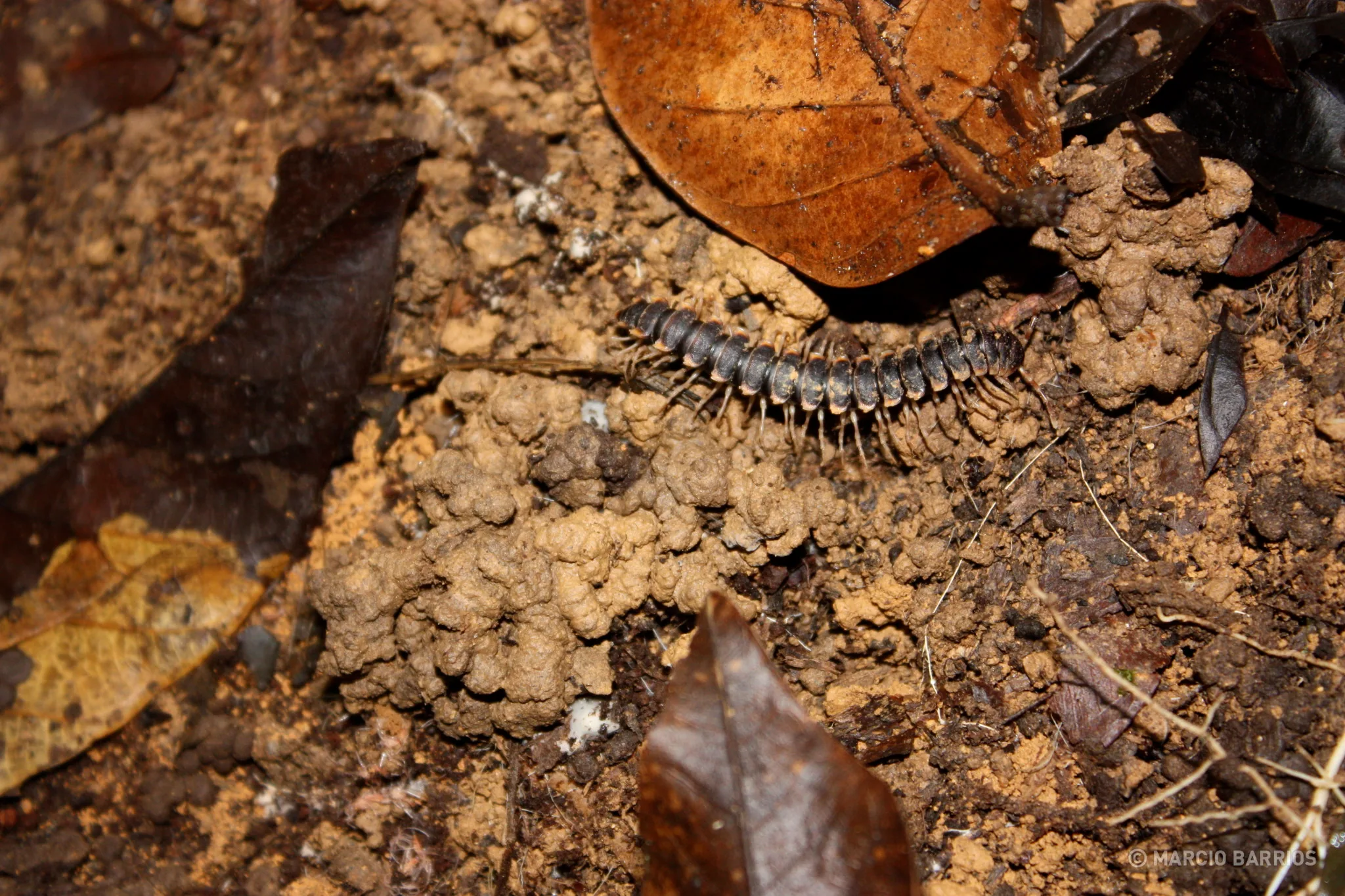 Centipede Centipede