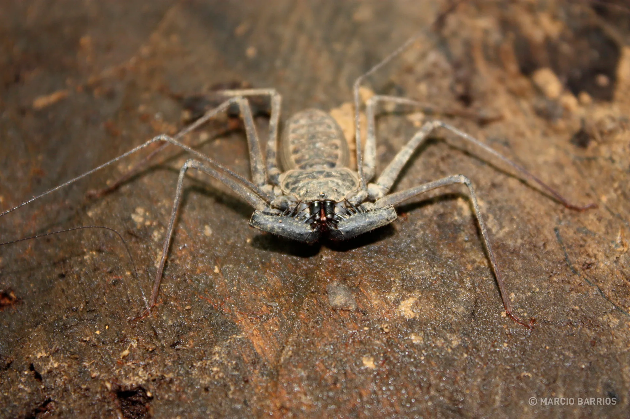A big spider A big spider