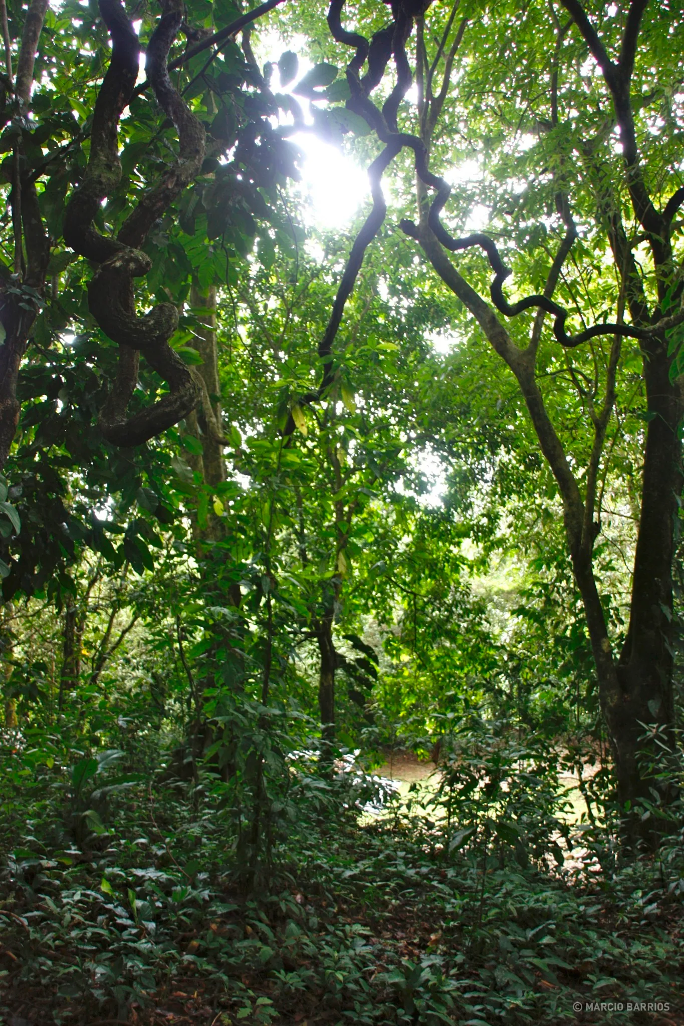 Pico Bonito forest Pico Bonito forest