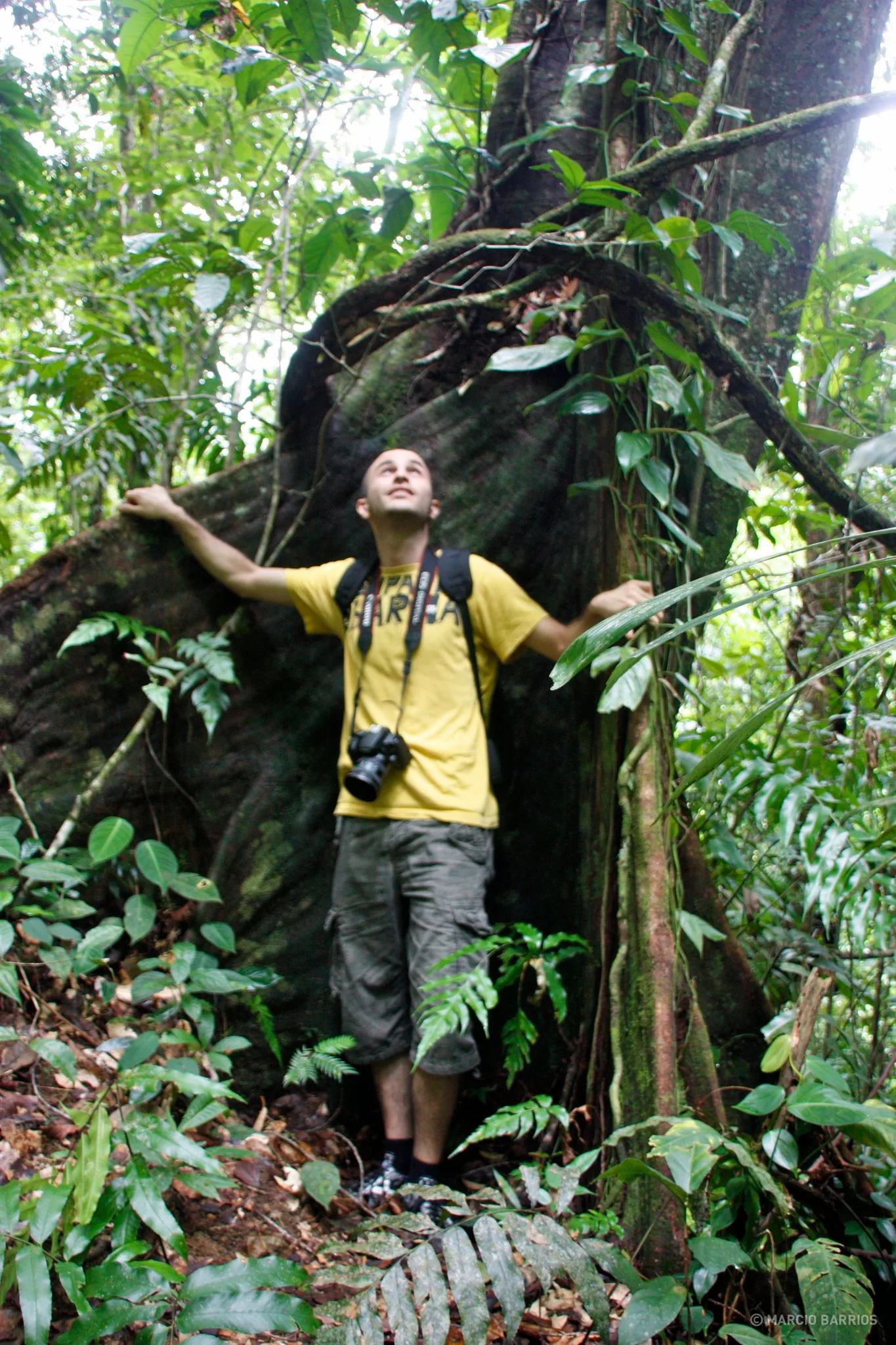 A big and long tree A big and long tree