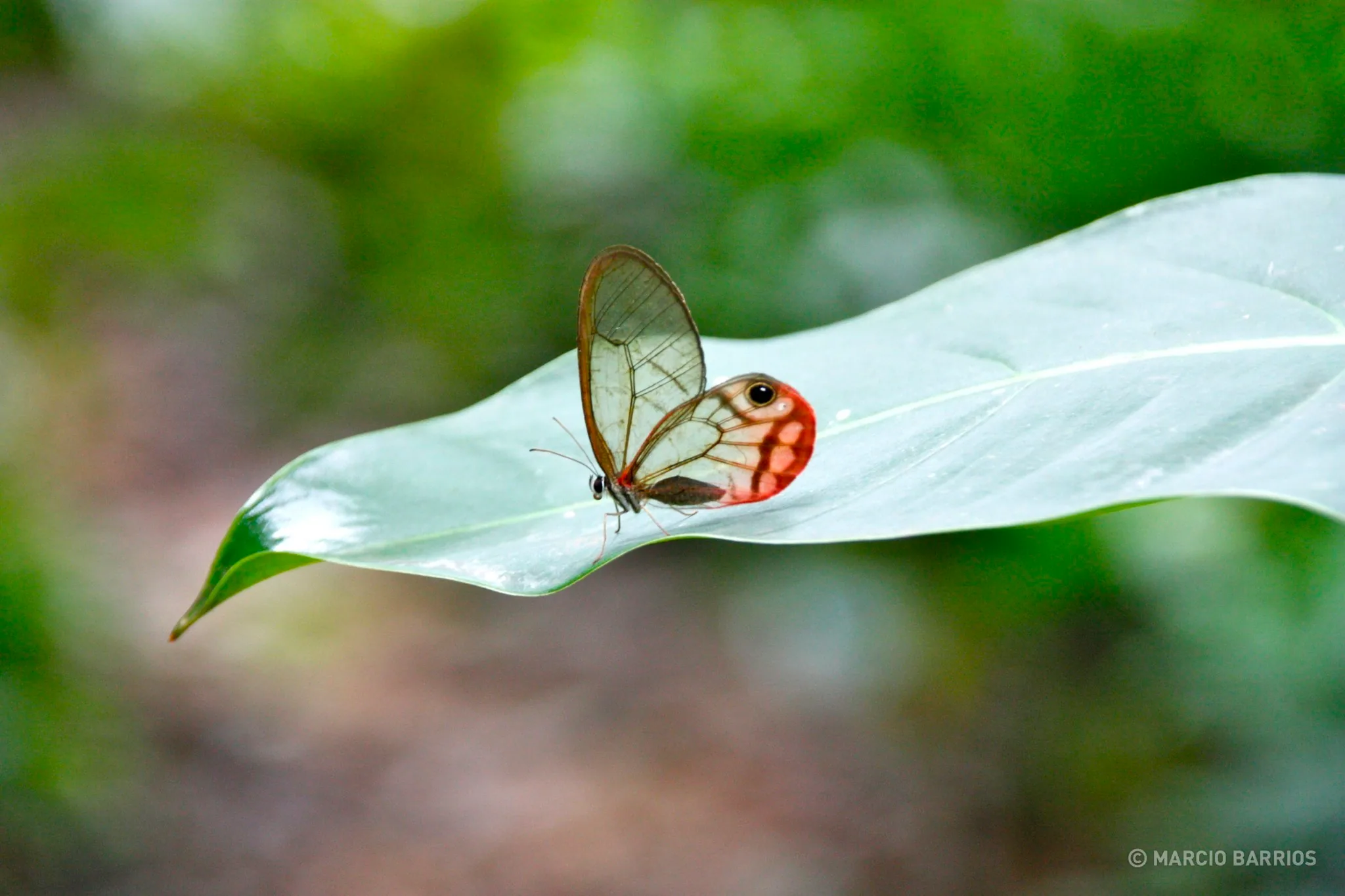 A beautiful butterfly A beautiful butterfly