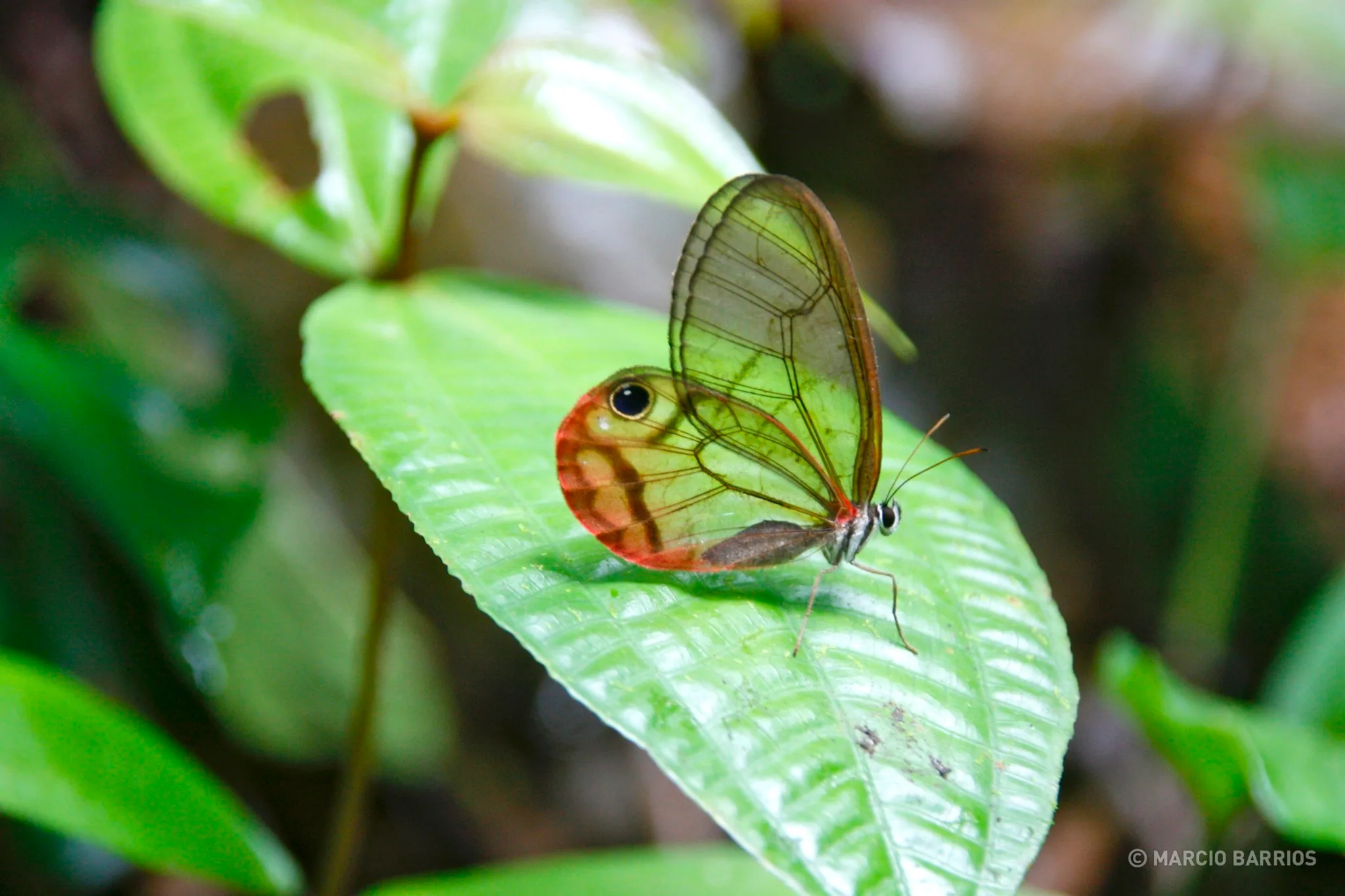 A beautiful butterfly A beautiful butterfly