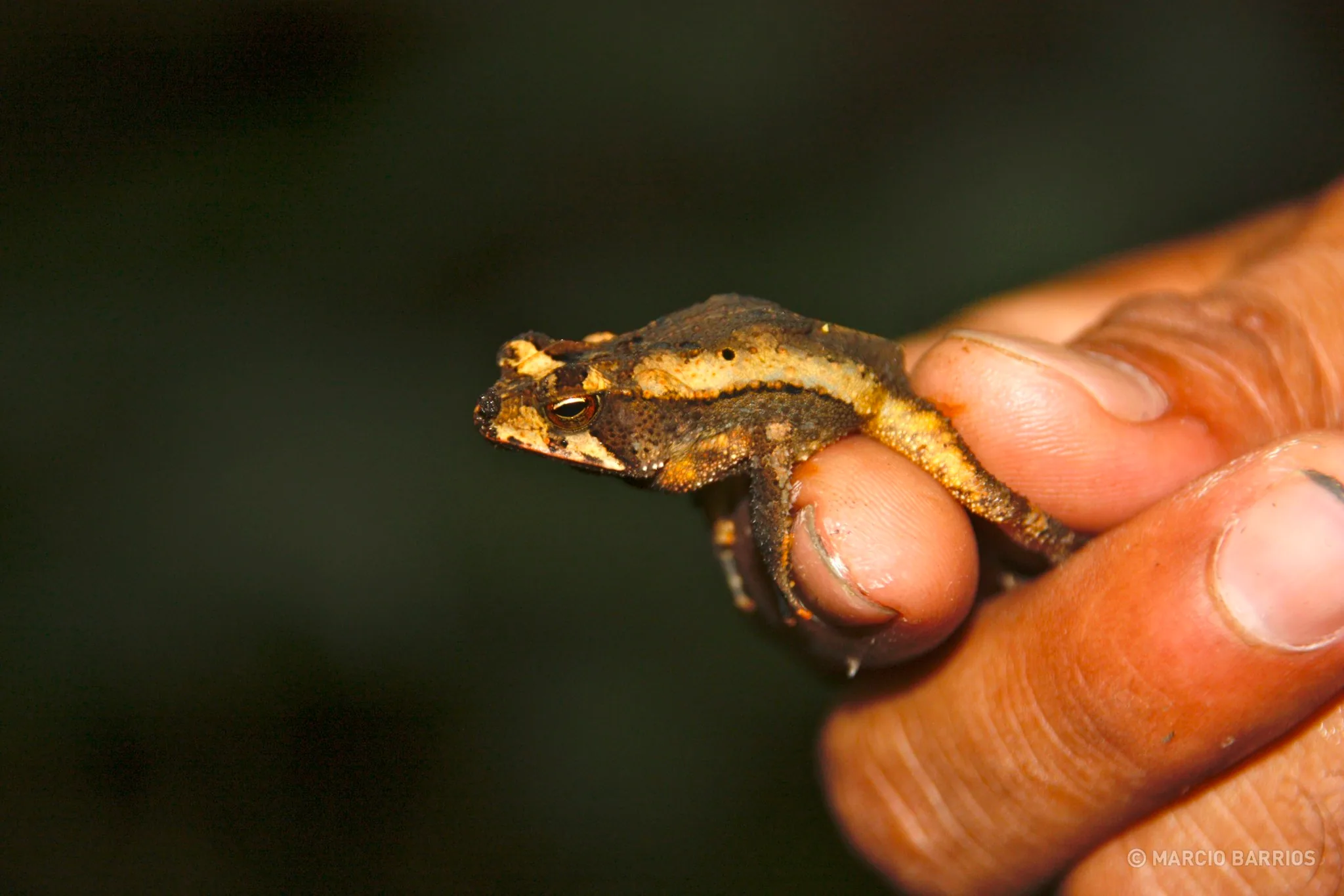 Small frog Small frog