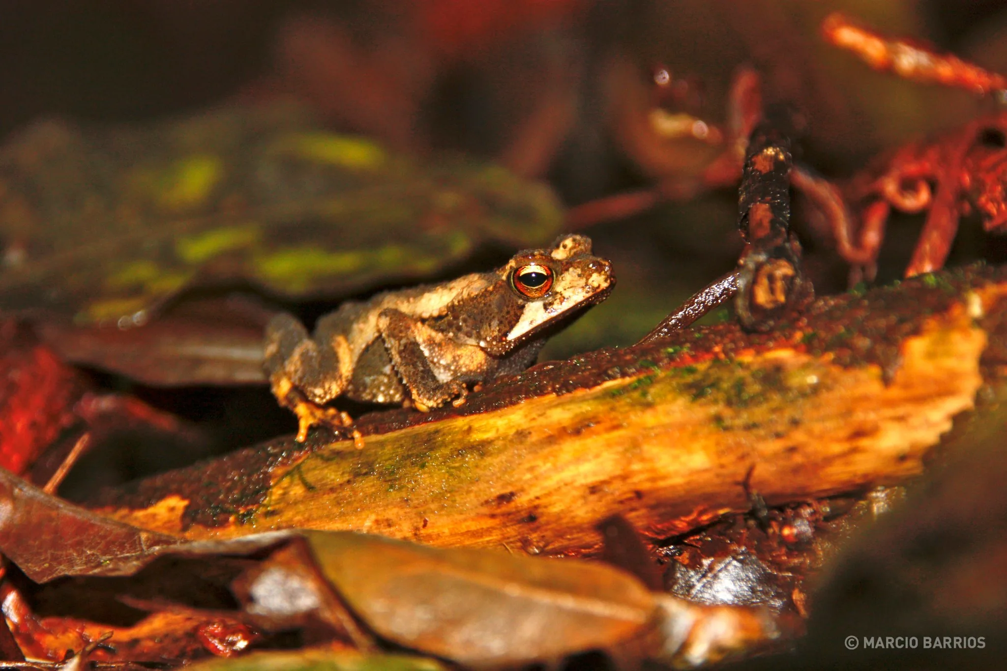 Frog Frog