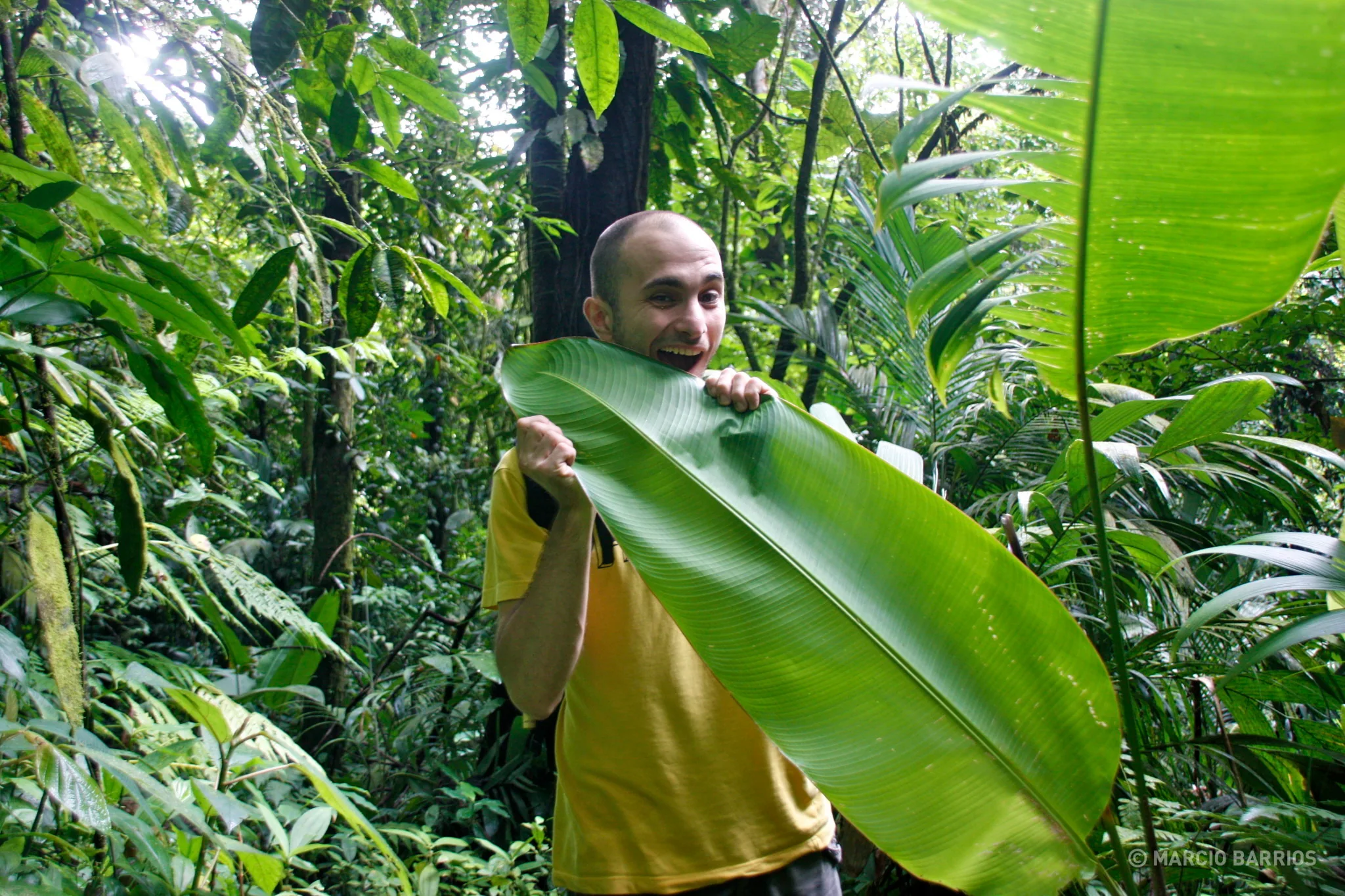Big leaf Big leaf
