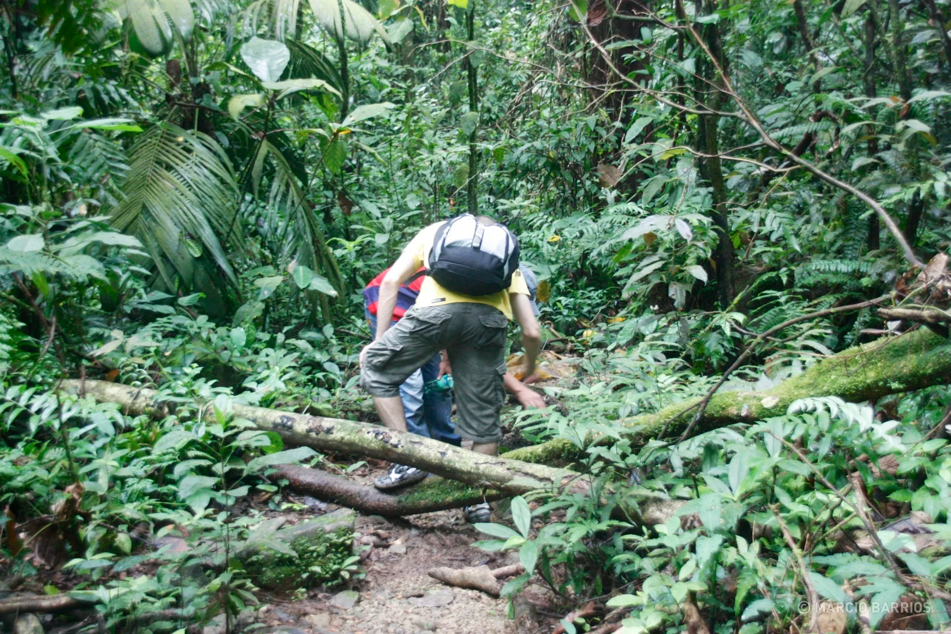 Pico Bonito trail Pico Bonito trail
