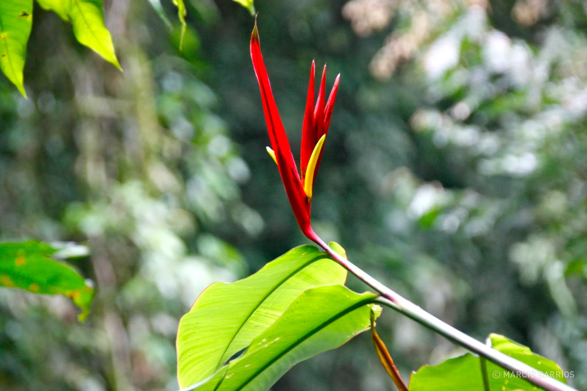 Bird of Paradise plant Bird of Paradise plant