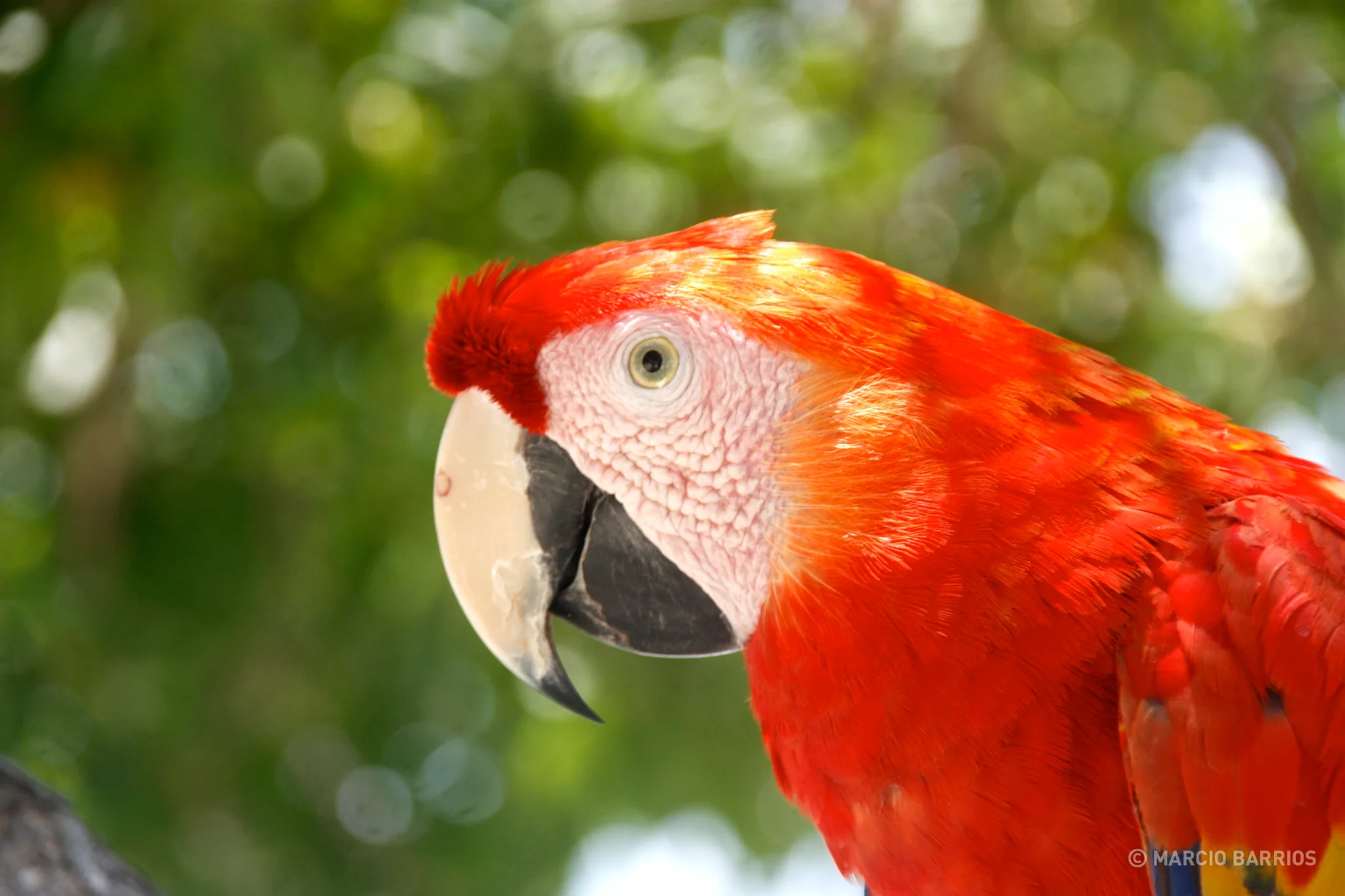 Macaw in Bando beach Macaw in Bando beach