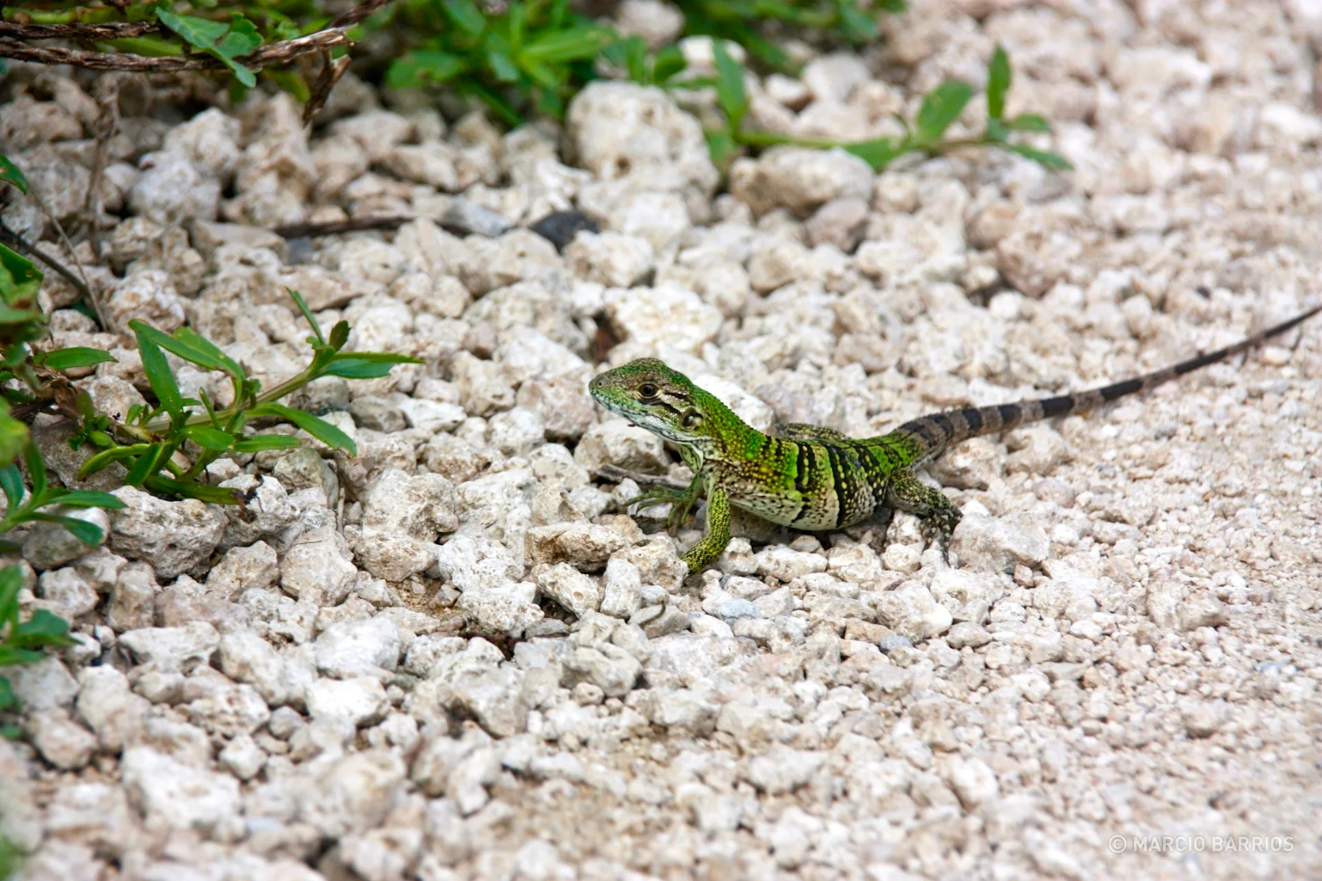 Lizard Lizard