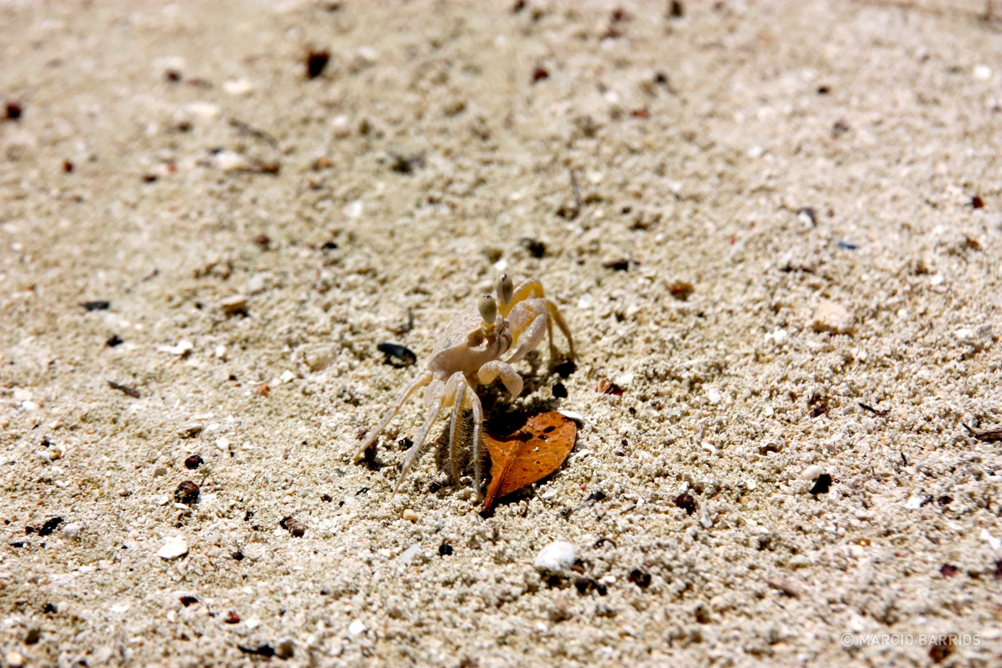 Small crab in Bando beach Small crab in Bando beach