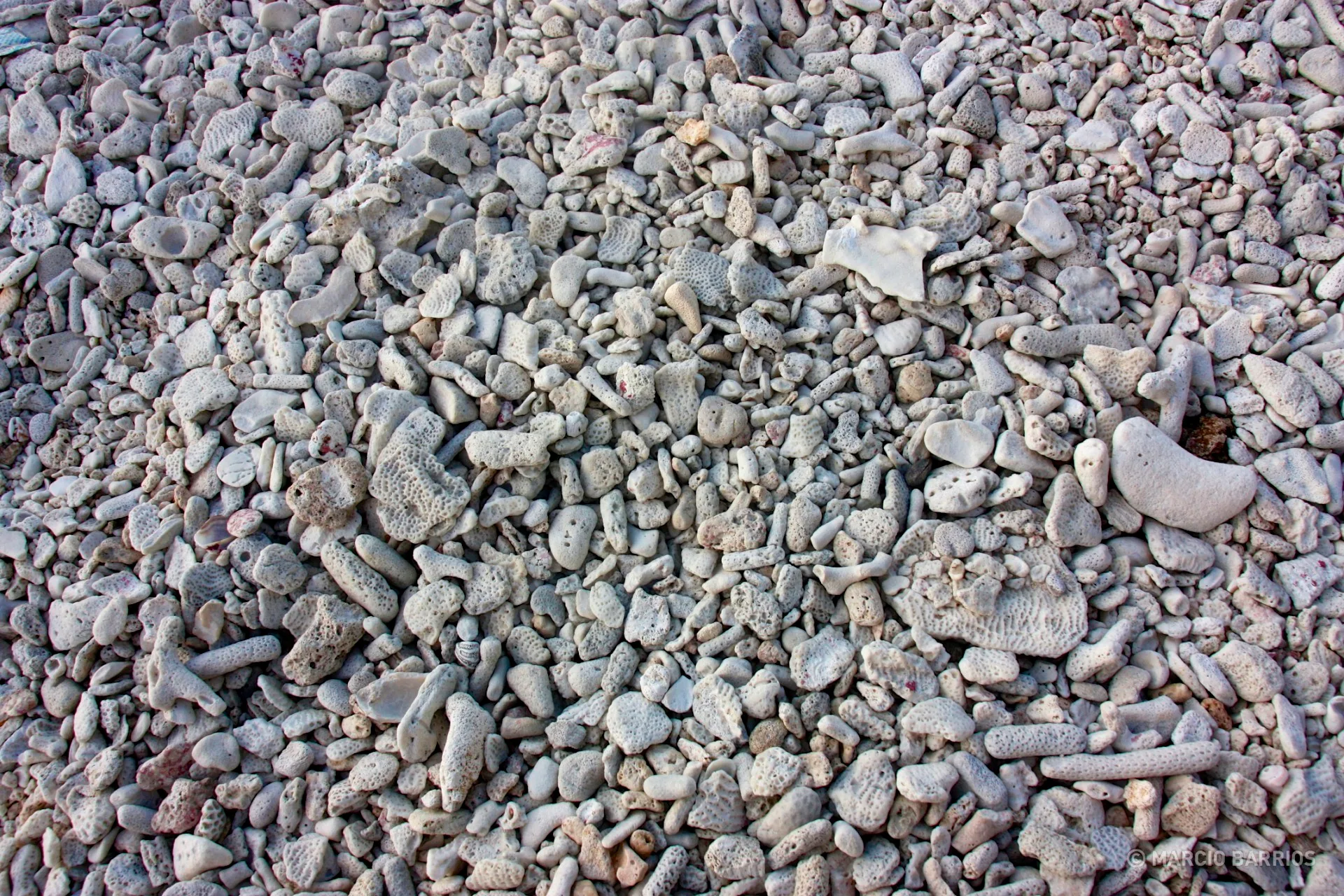 Utila is plenty of coral stones Utila is plenty of coral stones