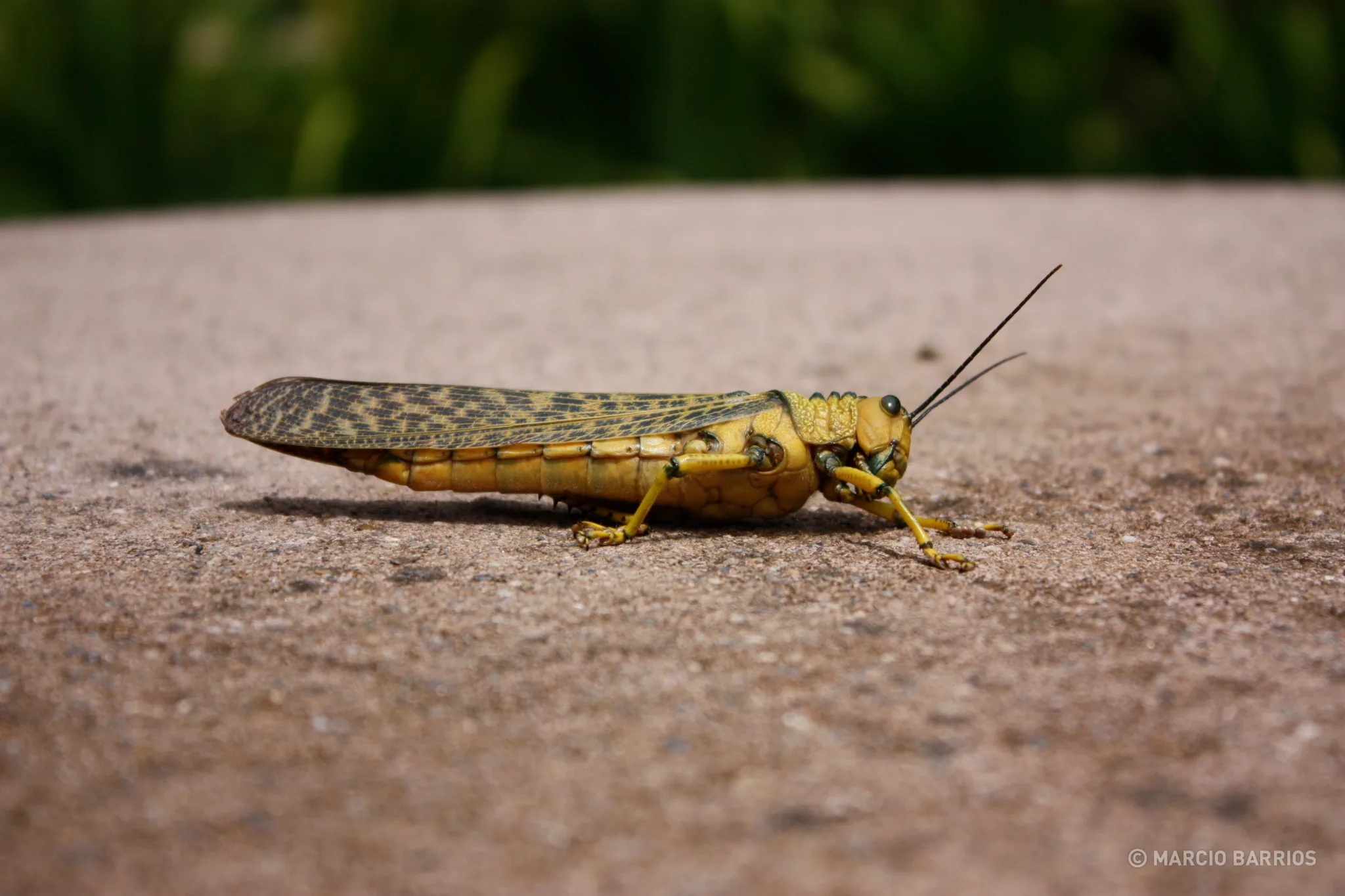 A big relaxed grasshopper A big relaxed grasshopper