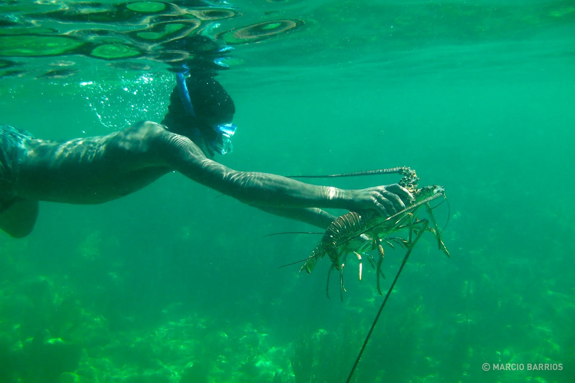 Garifuna boy fishing two lobsters Garifuna boy fishing two lobsters