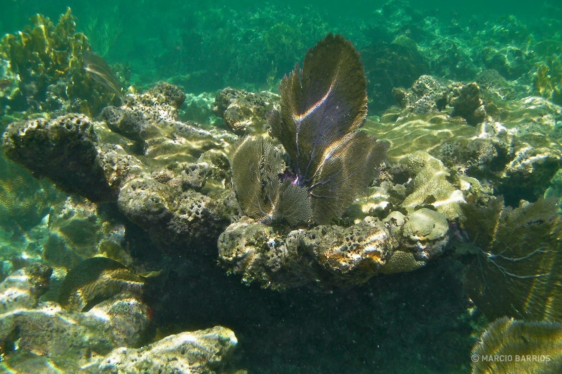 Coral reef around Chachauate Coral reef around Chachauate
