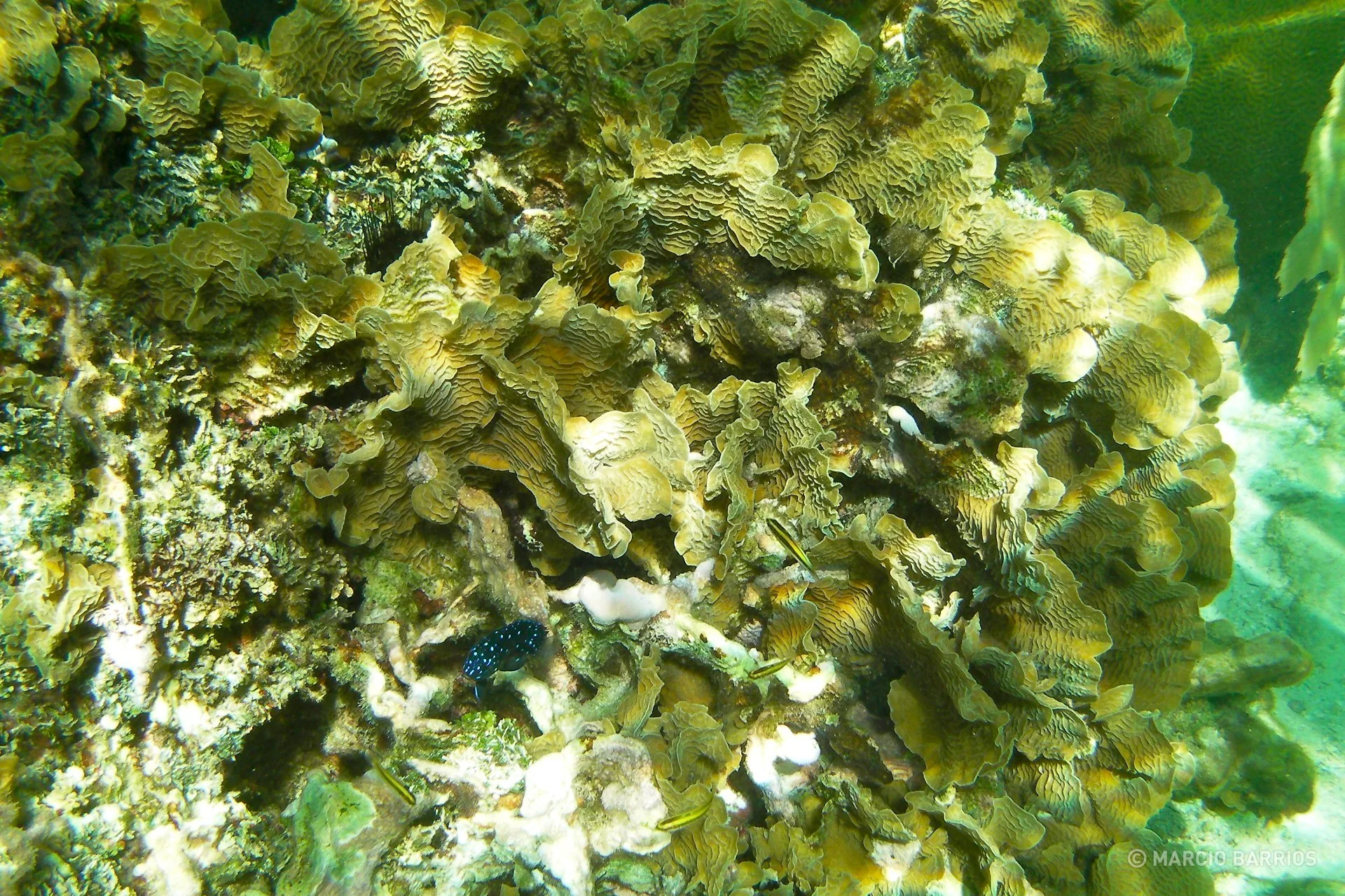 Coral reef around Chachauate Coral reef around Chachauate