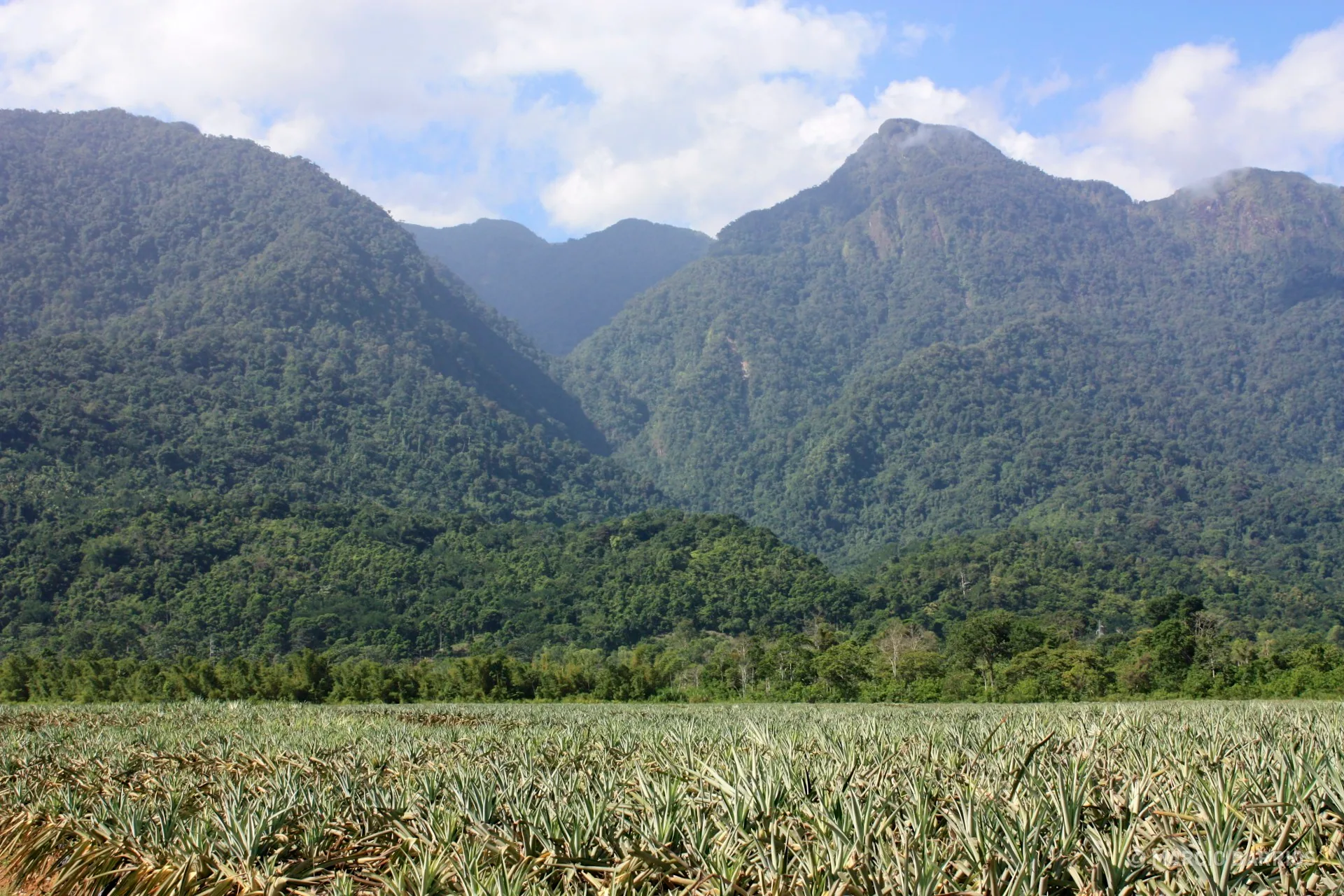 Pineapple plantations and Pico Bonito in the background Pineapple plantations and Pico Bonito in the background