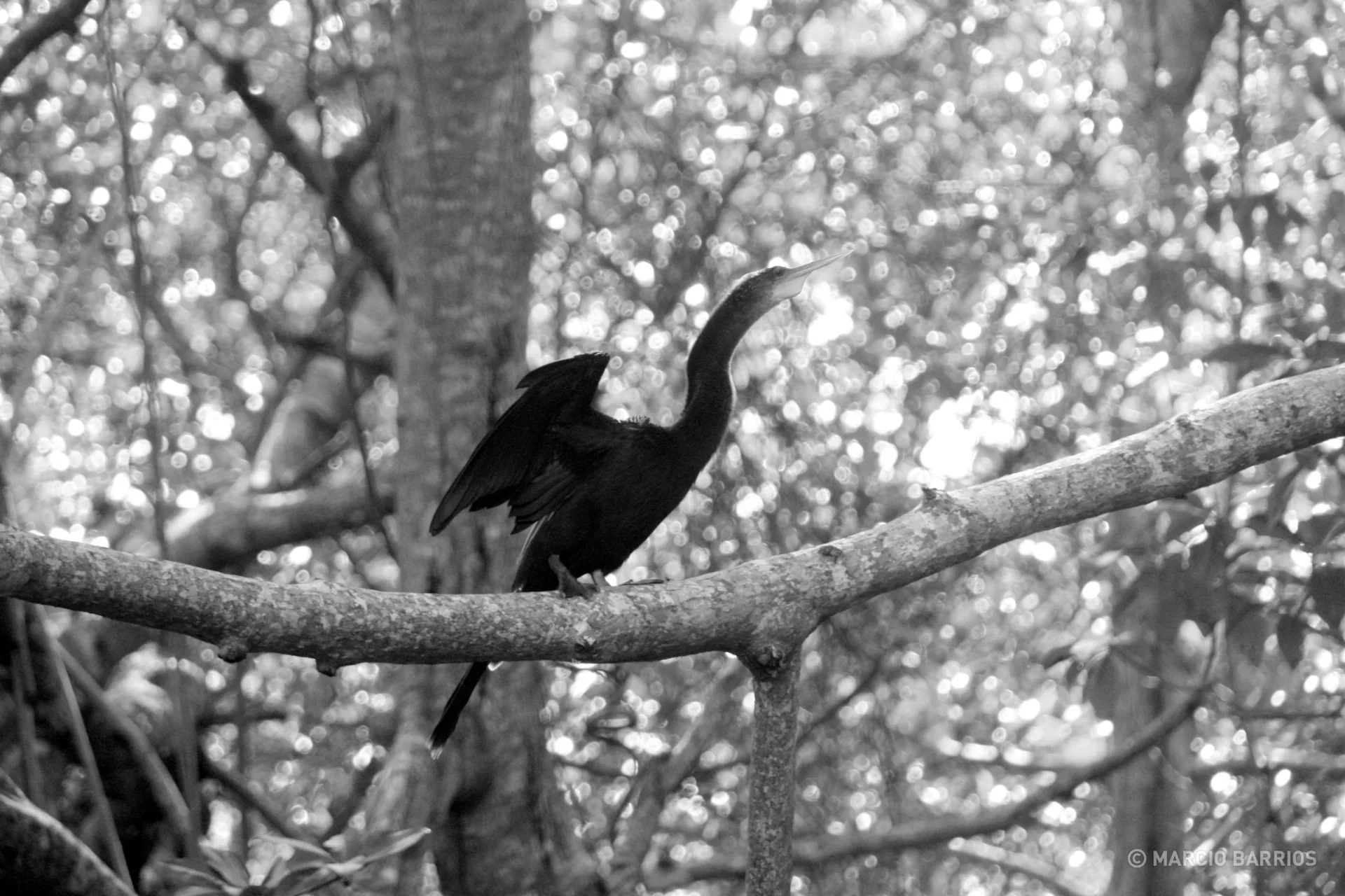 Beautiful bird in Cacao Lagoon Beautiful bird in Cacao Lagoon