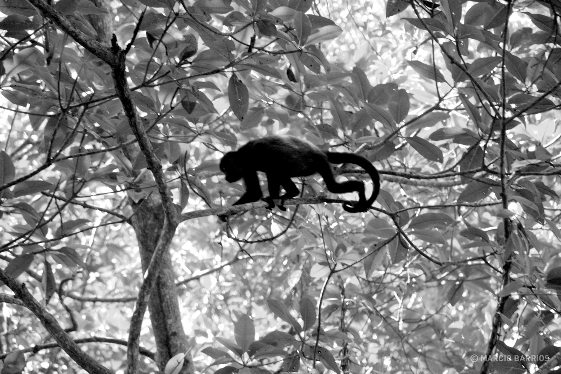Howler monkey in Cacao Lagoon Howler monkey in Cacao Lagoon
