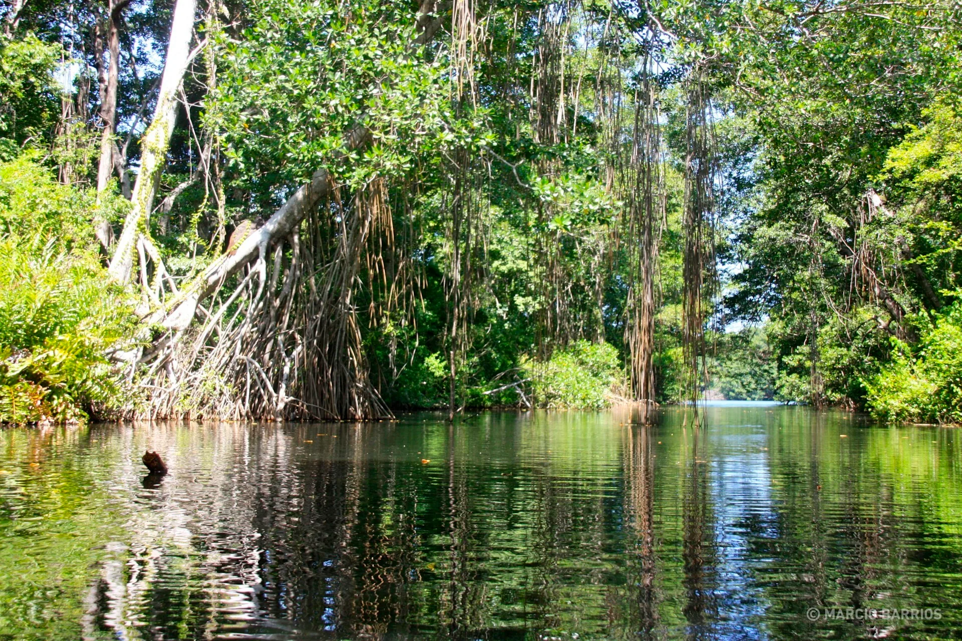 Cacao Lagoon Cacao Lagoon
