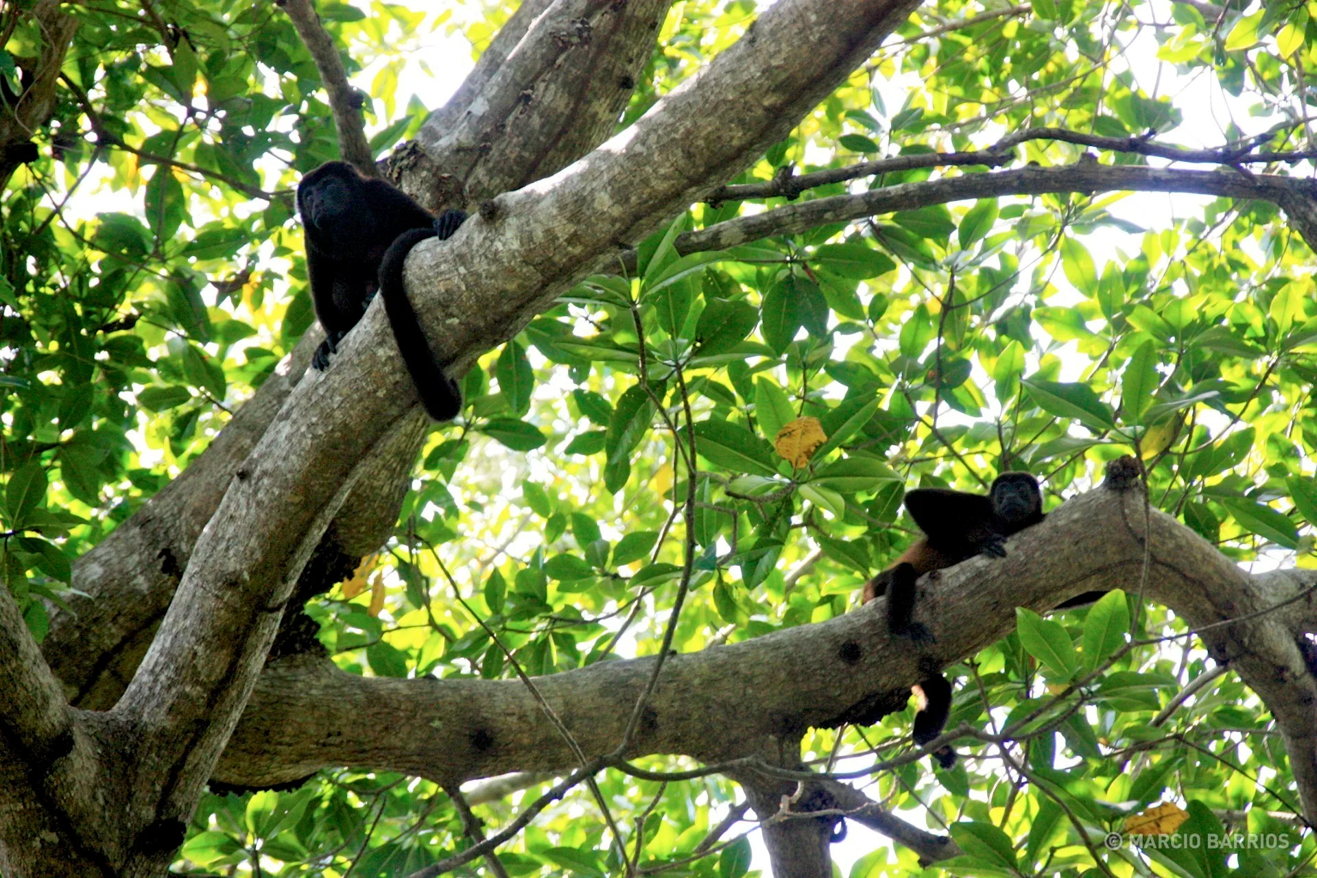 Howler monkey in Cacao Lagoon Howler monkey in Cacao Lagoon