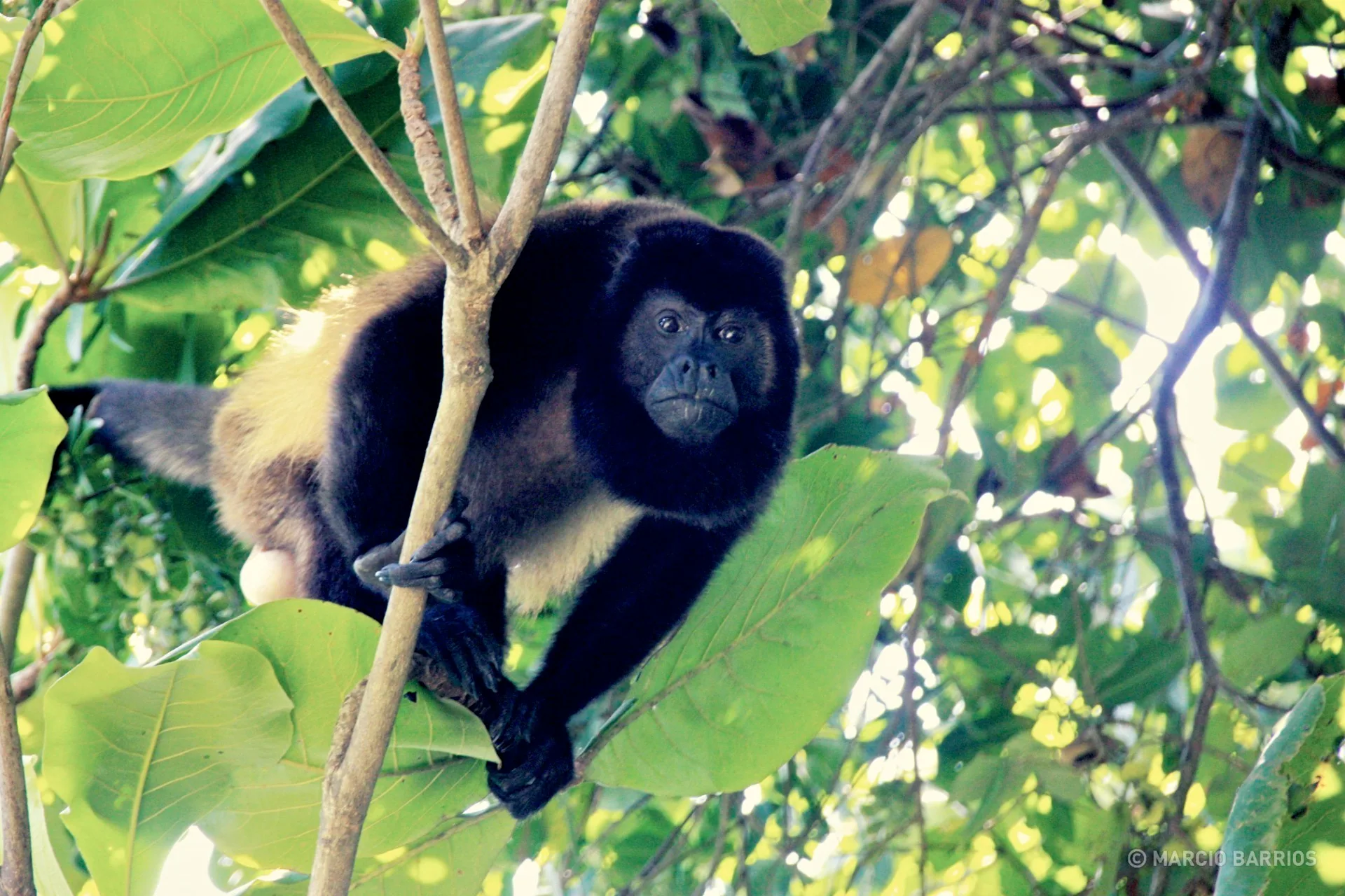 Howler monkey in Cacao Lagoon Howler monkey in Cacao Lagoon