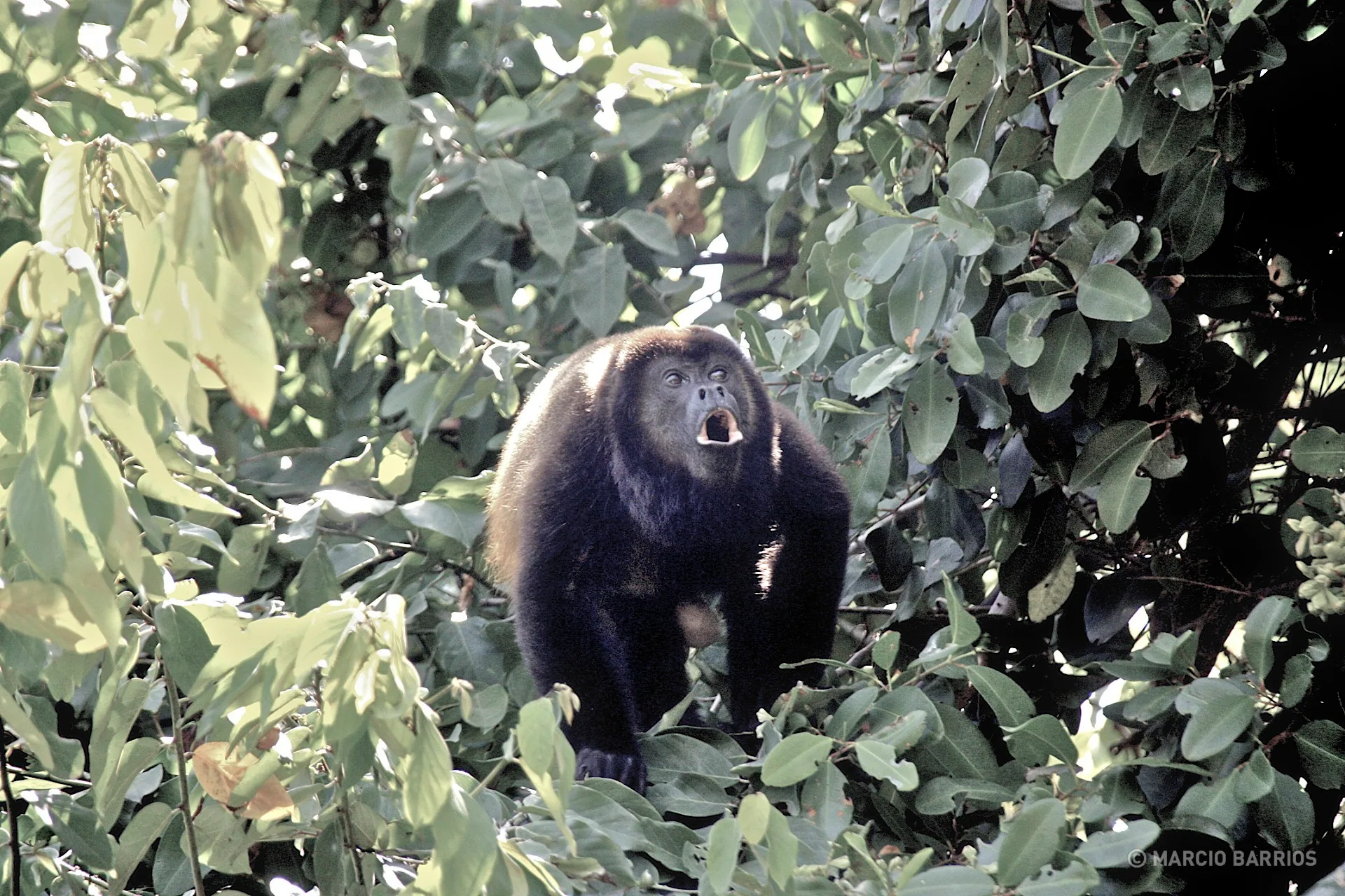 Howler monkey in Cacao Lagoon Howler monkey in Cacao Lagoon