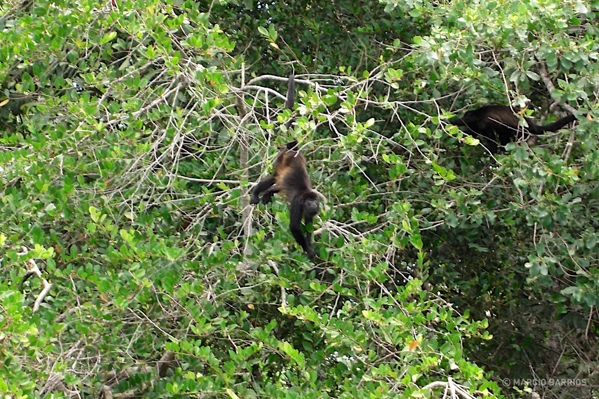 Howler monkeys Howler monkeys