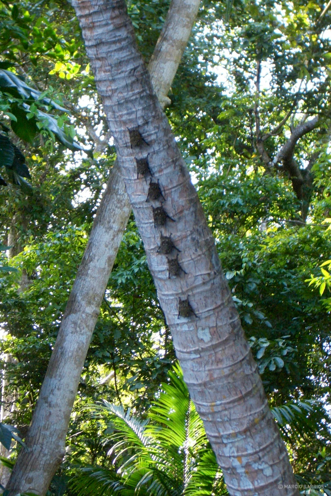 Bats resting Bats resting