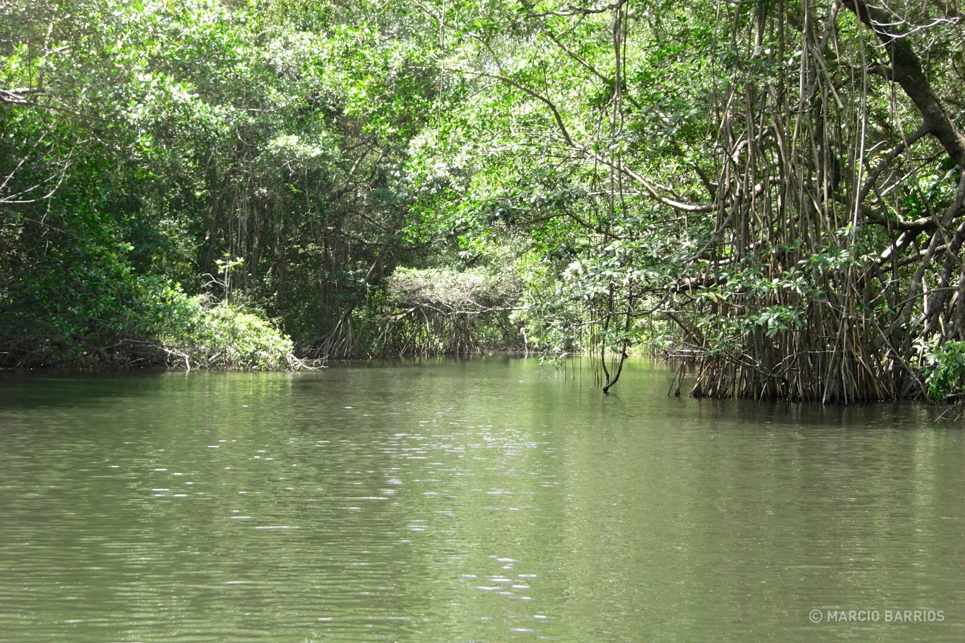 Mangroves Mangroves