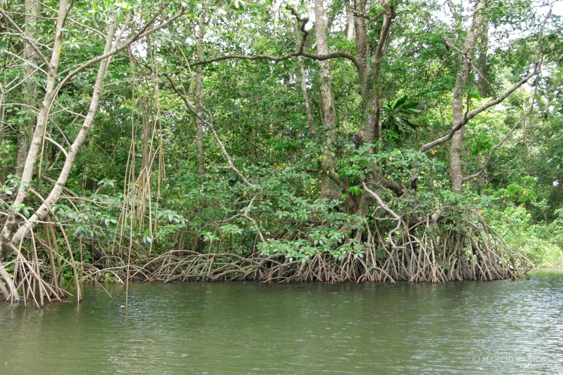 Mangroves Mangroves